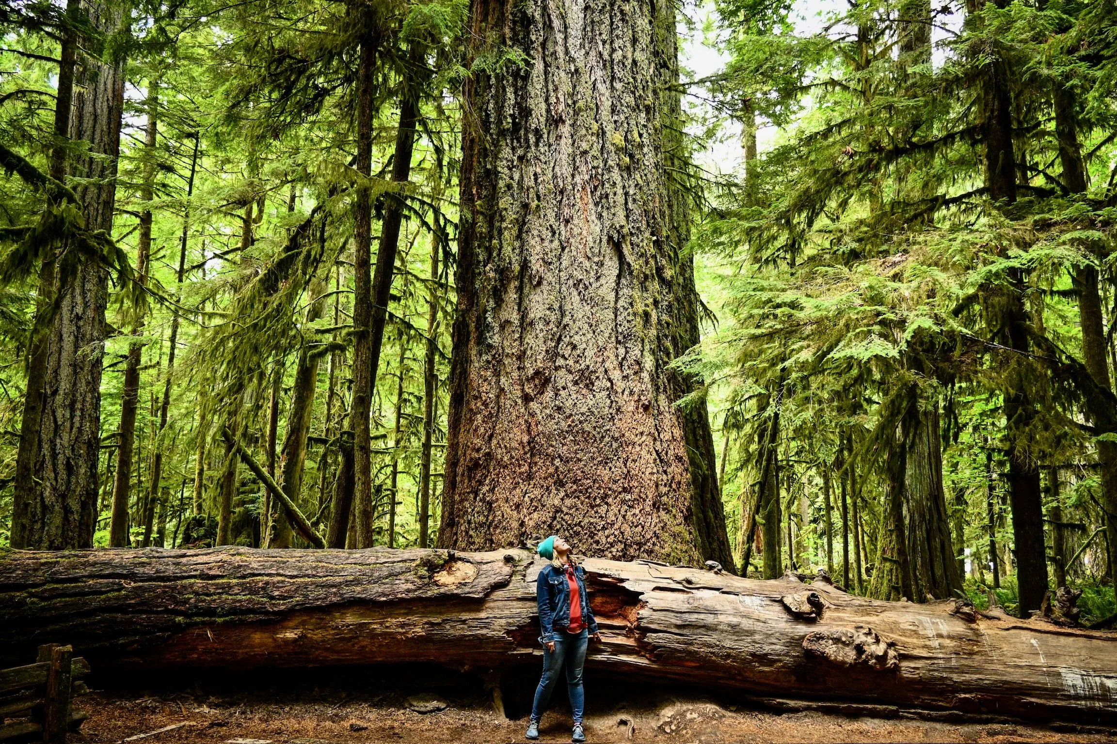 Caley Van Cleave, contemporary landscape artist, enjoying the presence of these gentle tree giants on Vancouver Island in British Columbia. Photo credit to Kevin Ingham. 
