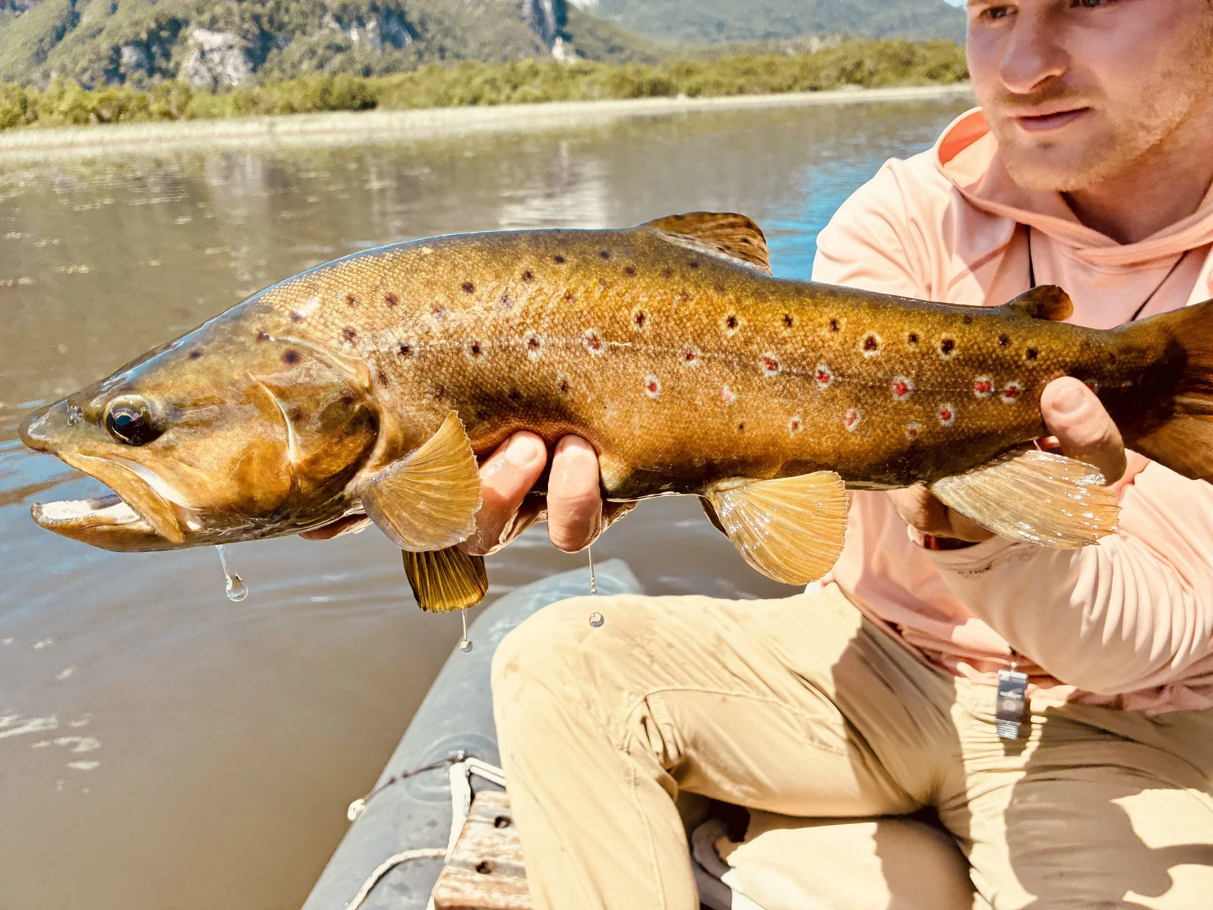 Trout Patagonia.jpeg