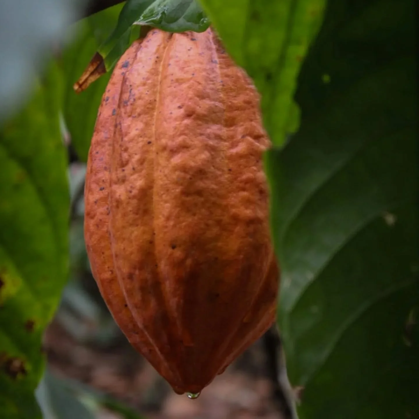 La magia comienza aqu&iacute;, en el h&iacute;gado de nuestra finca. Cada mazorca de cacao cuenta una historia de paciencia, cuidado y respeto por la tierra. En D&uacute;rgo cacao, creemos que el mejor chocolate no solo se hace, se cultiva con amor.