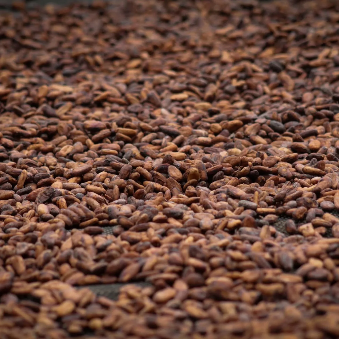 ​En esta etapa, extendemos nuestros granos fermentados en camas de secado. El objetivo es reducir la humedad de manera controlada y uniforme. &iquest;Para qu&eacute;? Para concentrar todos los precursores del aroma y el sabor caracter&iacute;sticos d