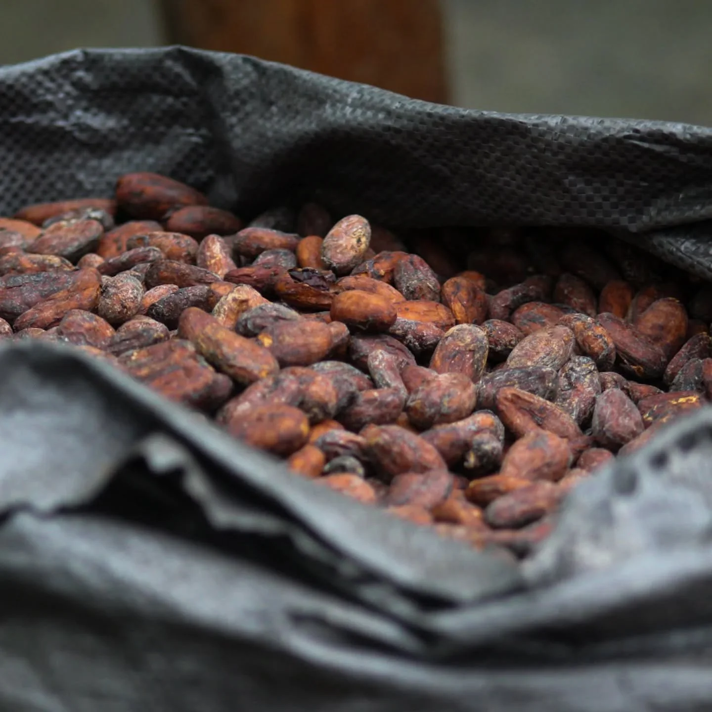 La perfecci&oacute;n en un grano. ✨
​No es solo cacao, es el resultado de meses de dedicaci&oacute;n, fermentaci&oacute;n controlada y secado natural al sol en nuestra parcela de cacao. 
Mirar este saco lleno de granos con ese color aroma tan caracte
