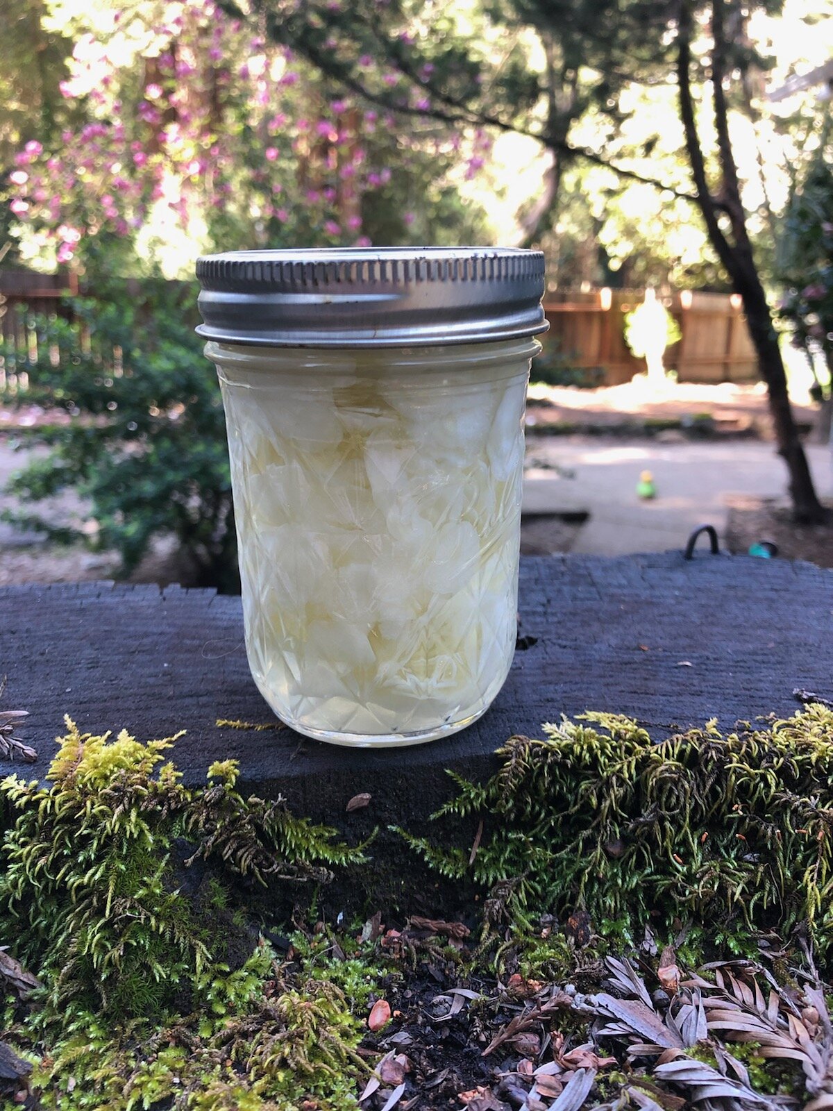 Fermented Garlic2.jpg
