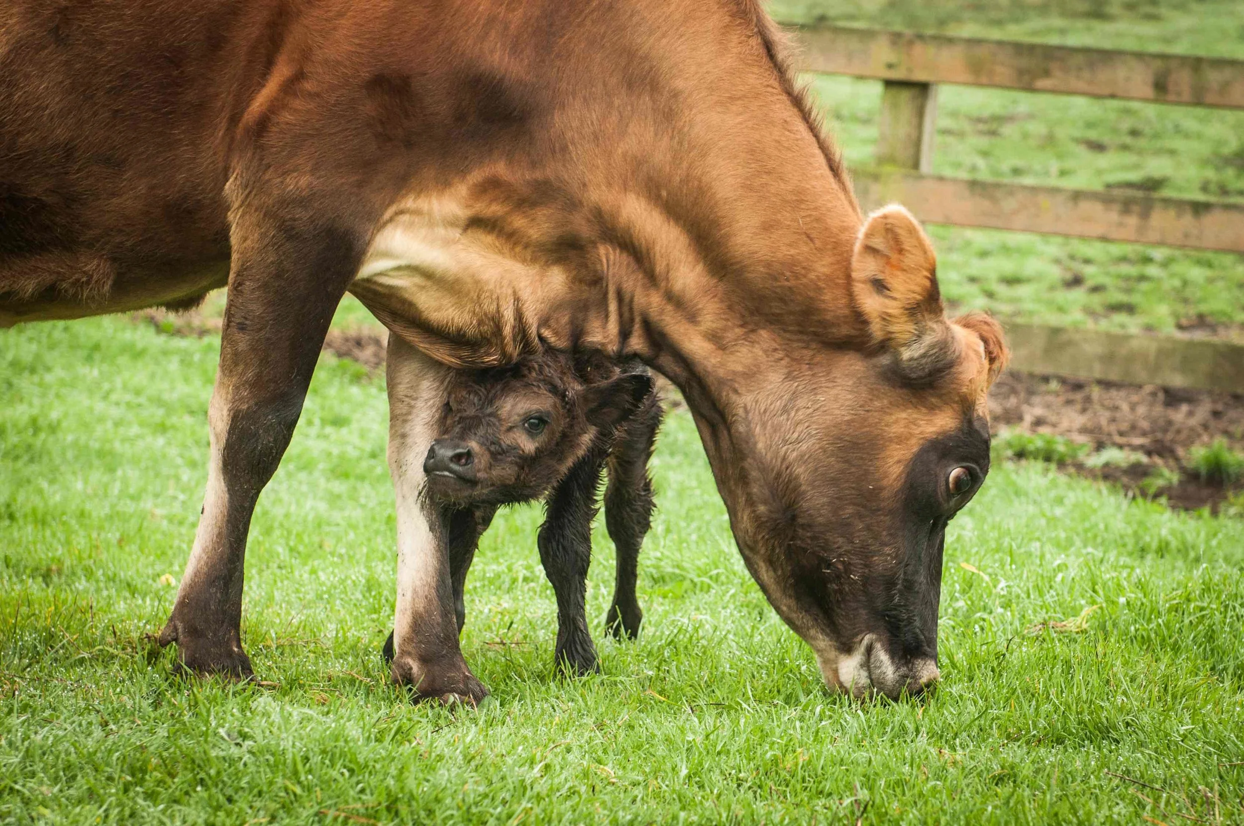 DaisyCalf.jpg