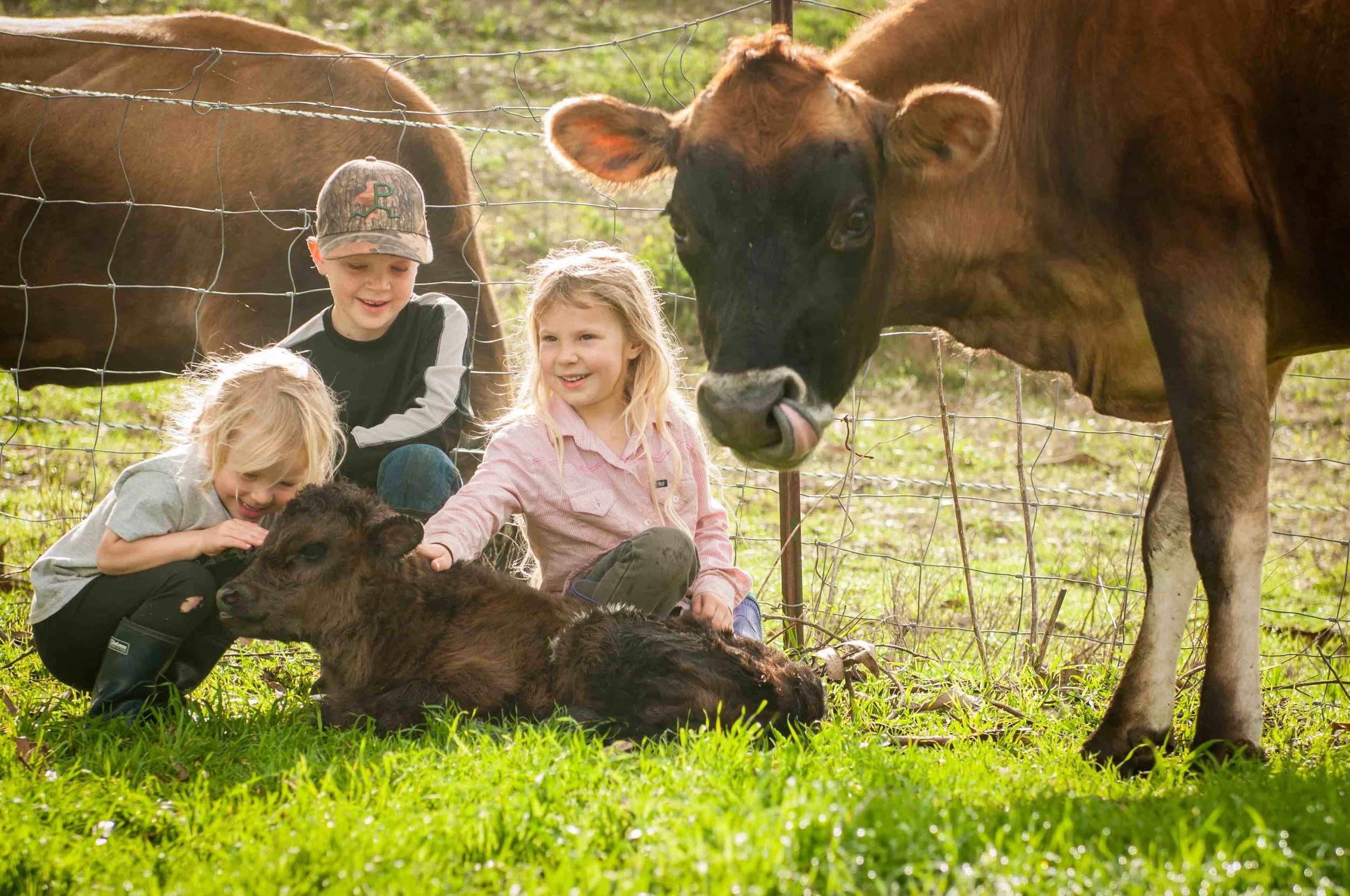 Markegard Calf-1.jpg