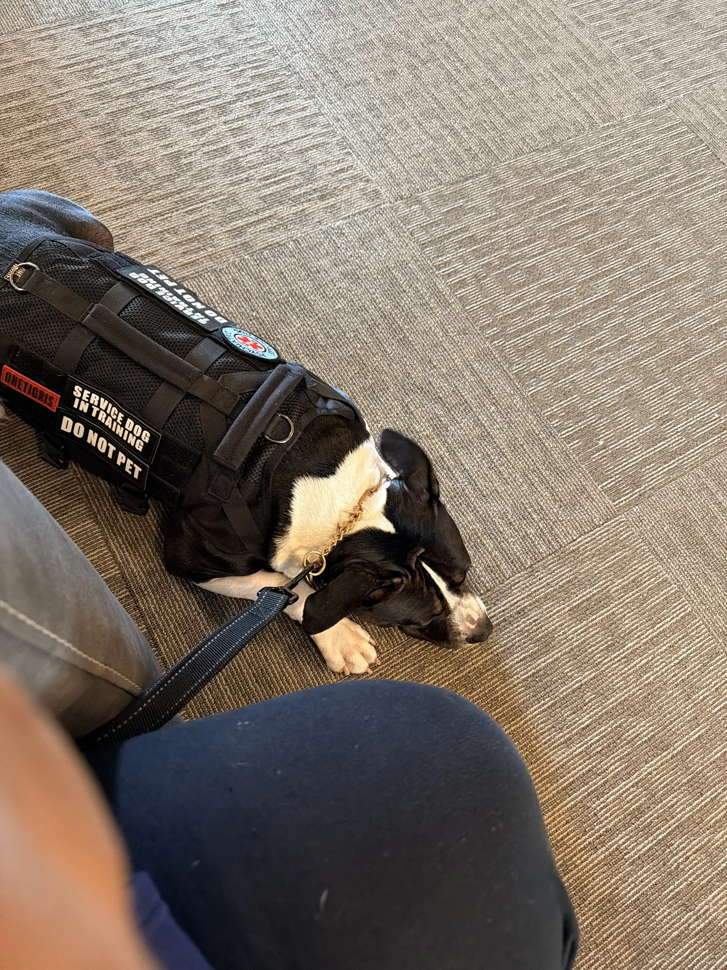 A black and white puppy wearing a service dog vest lying on a carpeted floor, with a person's leg and knee visible in the foreground.