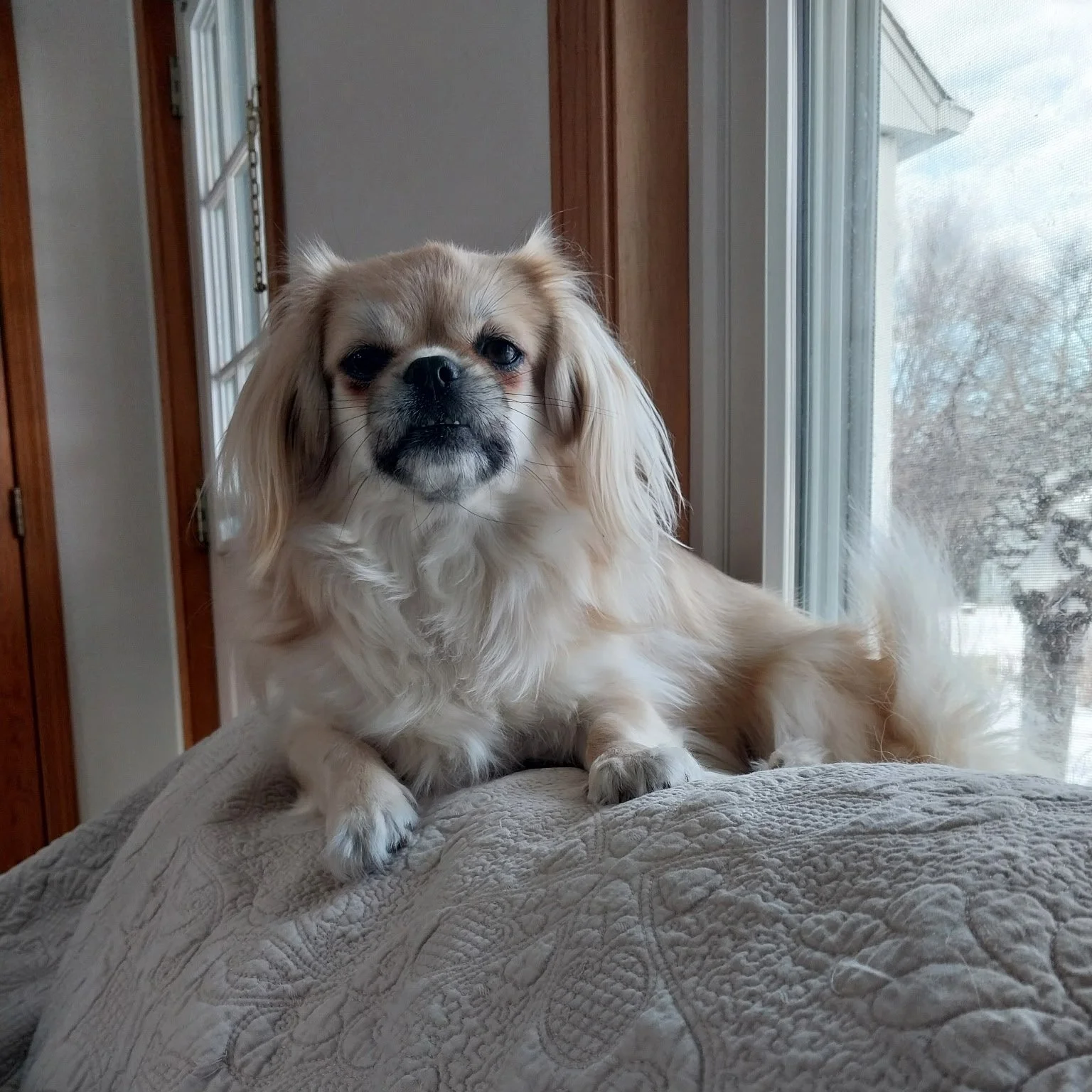 A small dog with long ears and tan fur laying on a textured beige blanket near a window with a snowy outdoor scene.