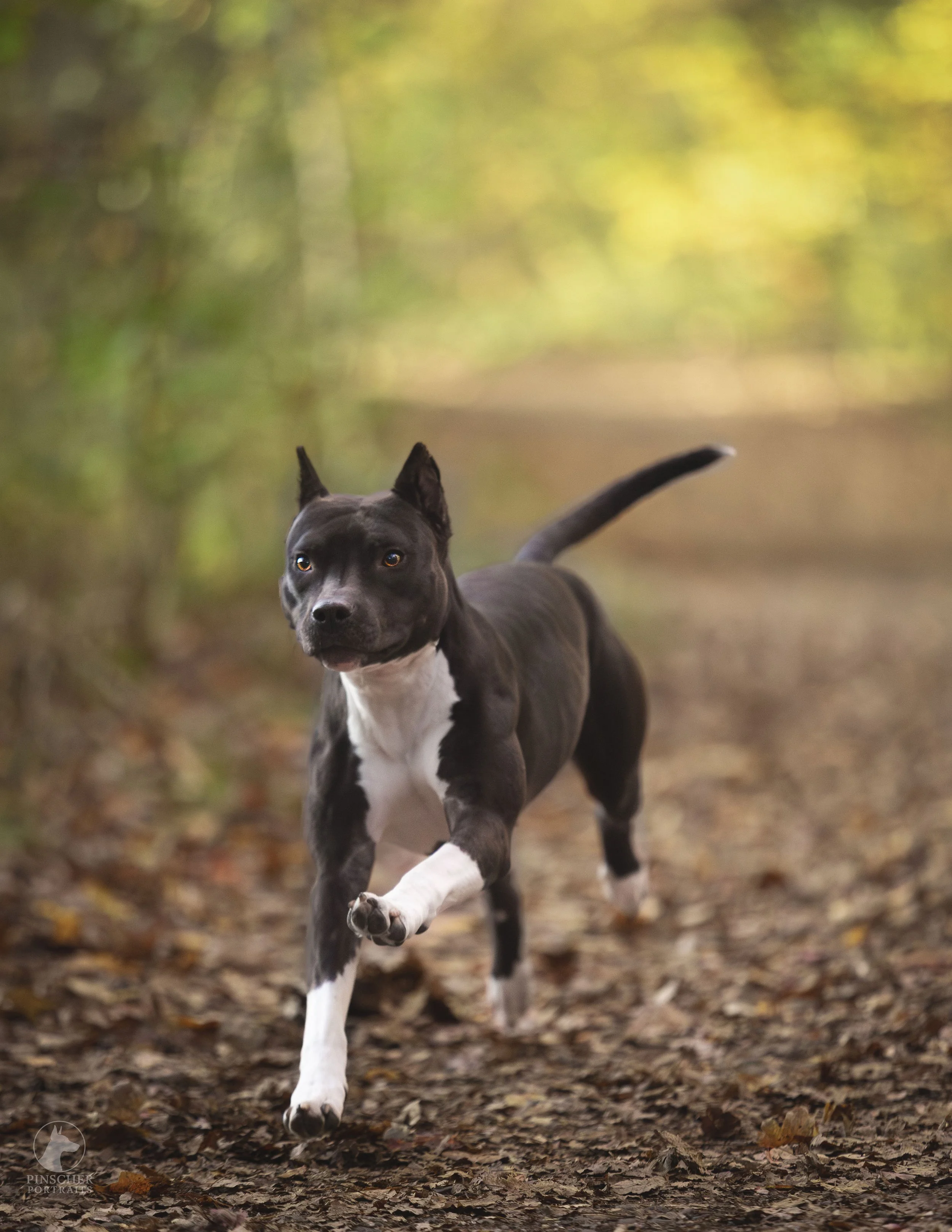 A black and white dog running on a leaf-covered forest trail during daytime.