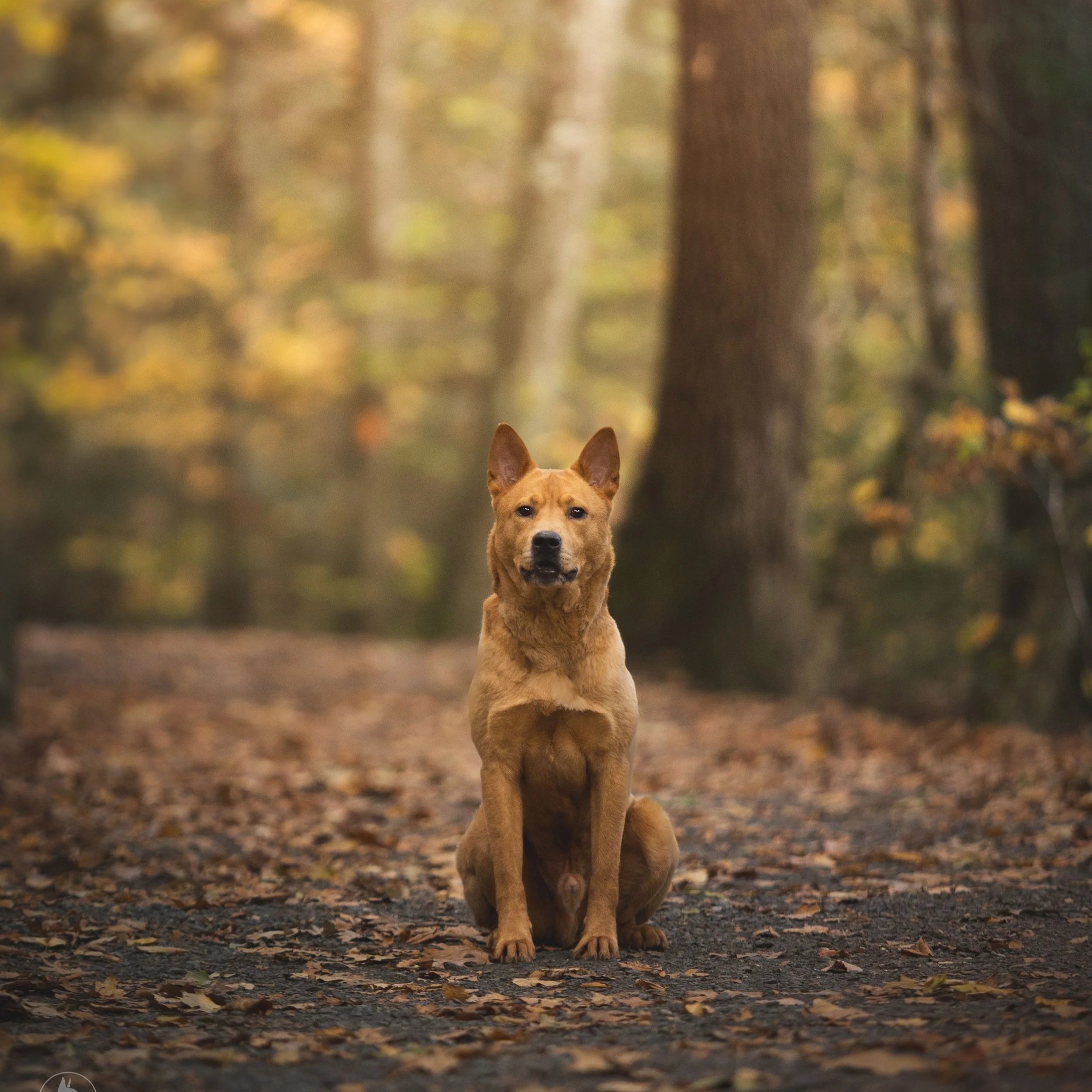 A dog sitting on a forest trail covered with fallen leaves during autumn, with tall trees in the background.