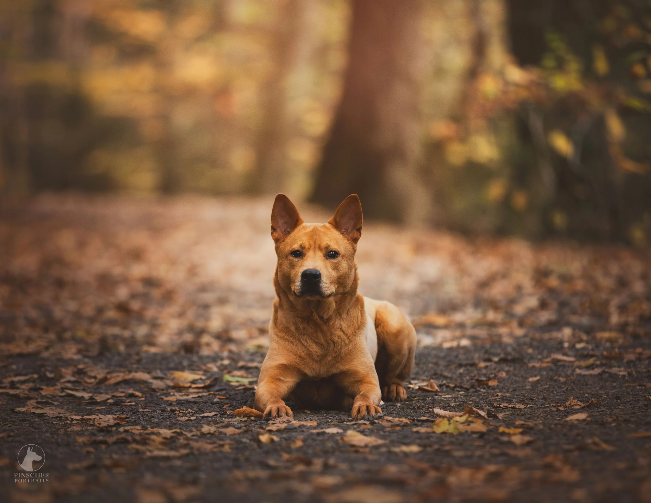 A small, tan dog, sitting on a dirt path covered with fallen leaves in a forest during fall.