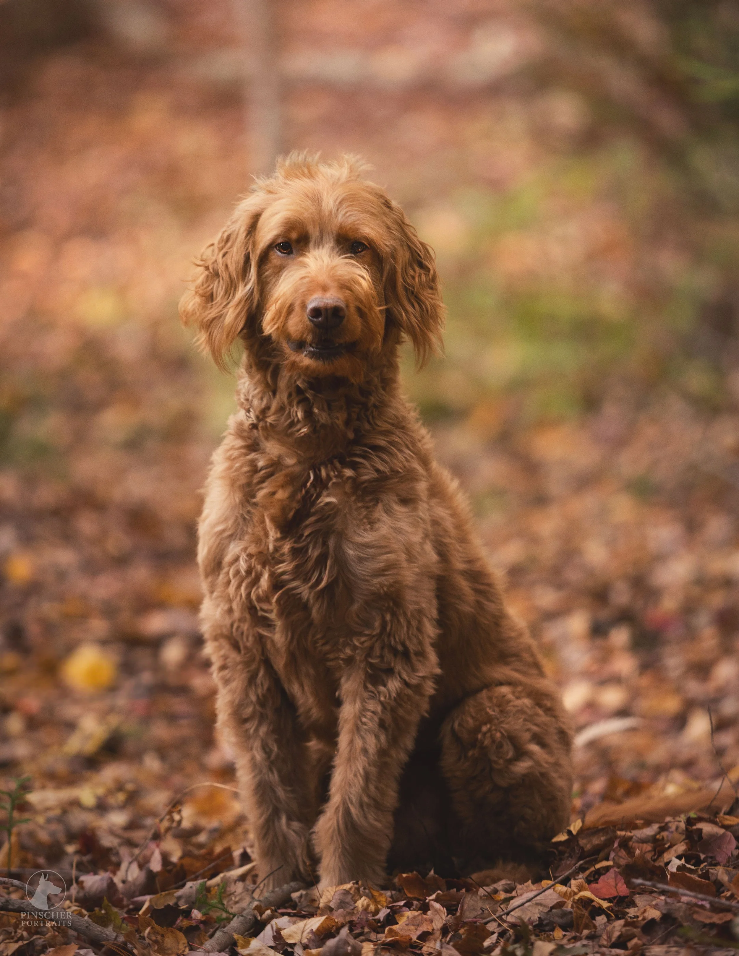 A brown, curly-haired dog sitting on a forest floor covered with fallen leaves.