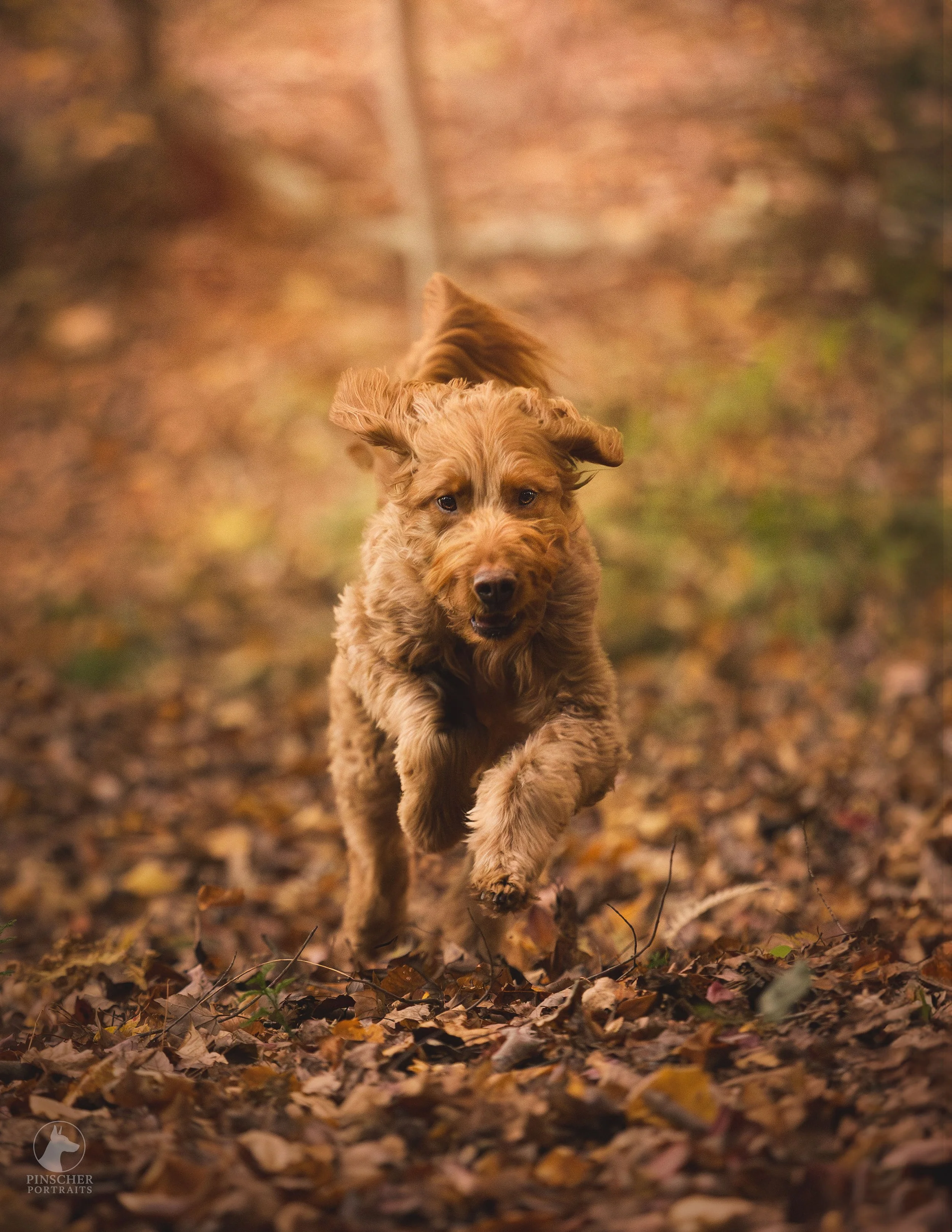 A dog running through fallen autumn leaves in a wooded area.