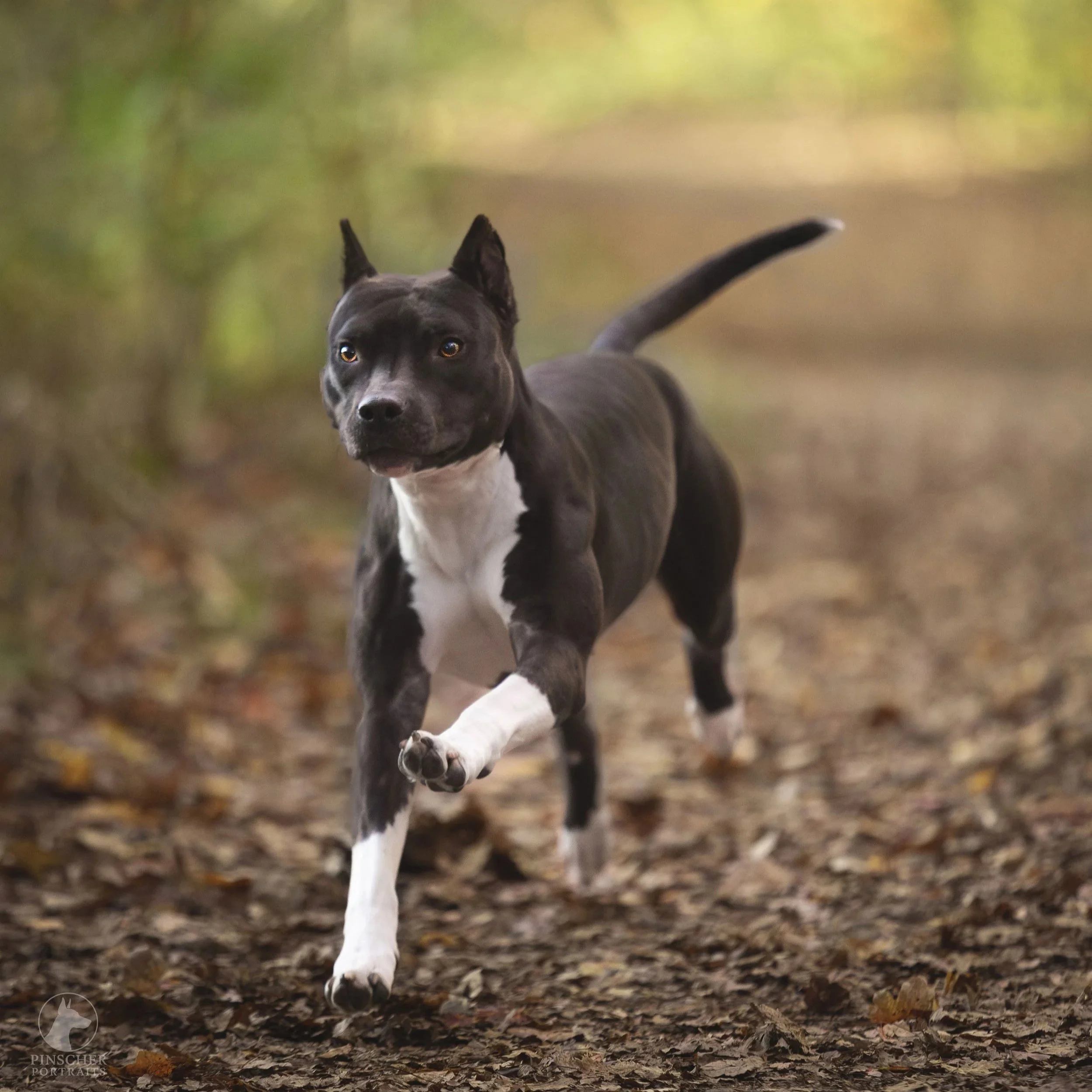 A black and white dog running on a leaf-covered forest trail.