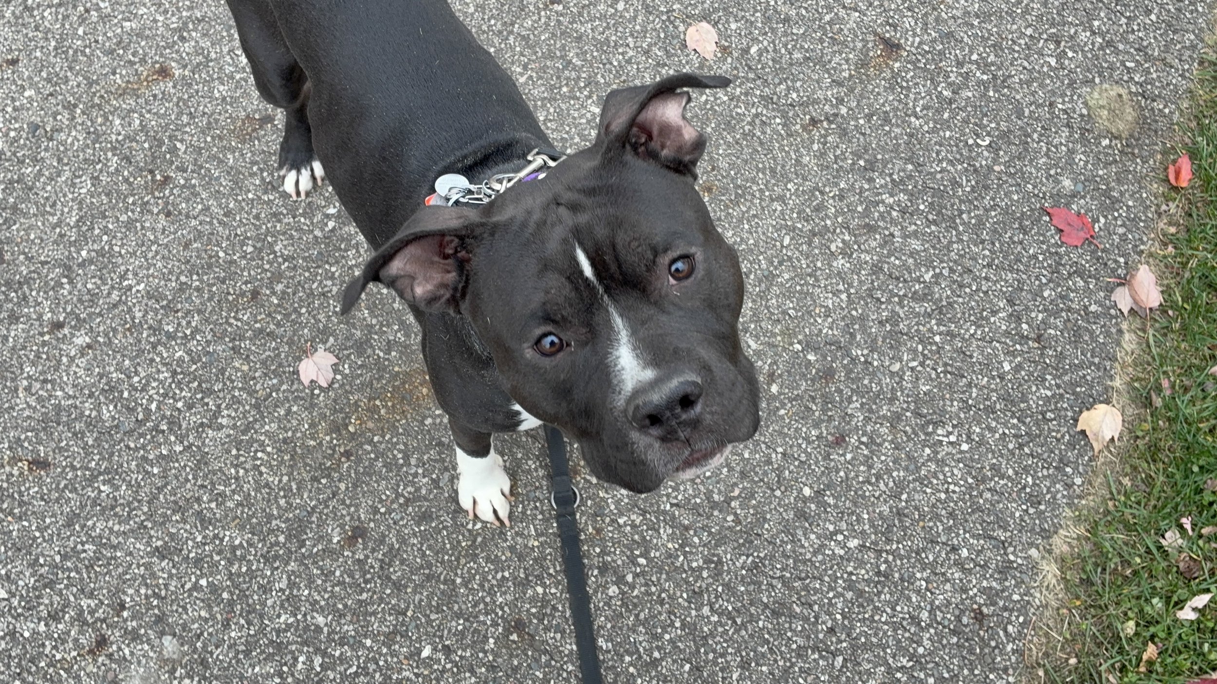 A black puppy with white markings on its chest and paws, looking up at the camera on a paved path with fallen leaves on the ground.