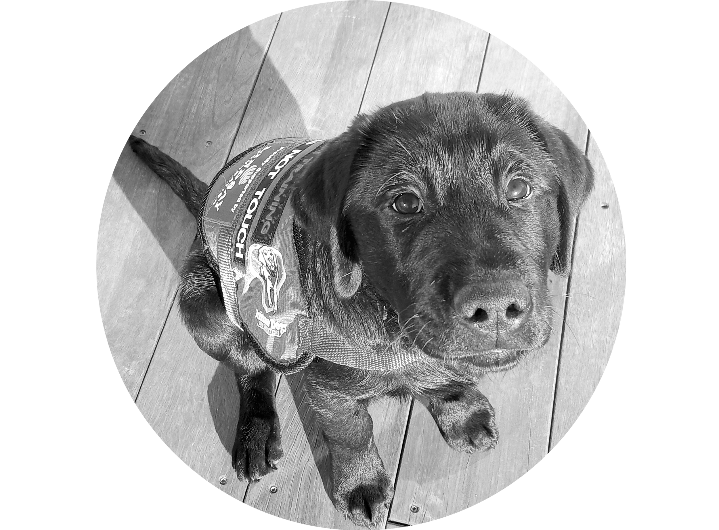 Assignment Office Pup