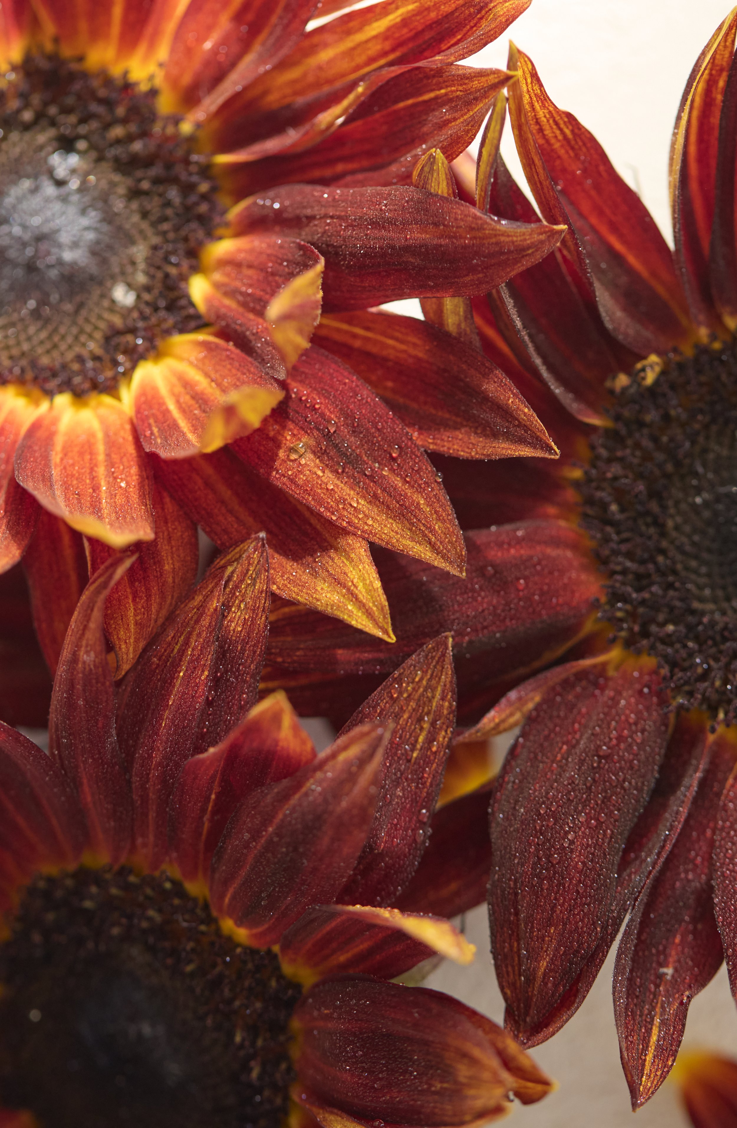 Juice Beauty0271_HR.jpg