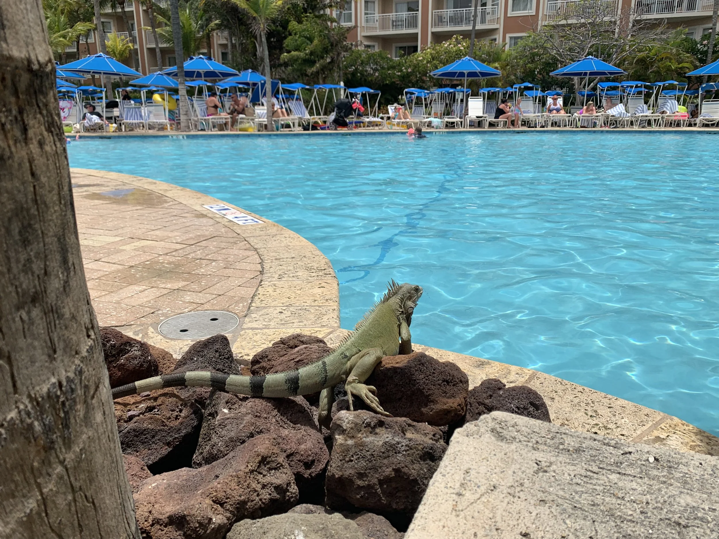 A green lizard sitting on rocks near the edge of a swimming pool, with poolside lounge chairs and umbrellas, people swimming and relaxing in the background.