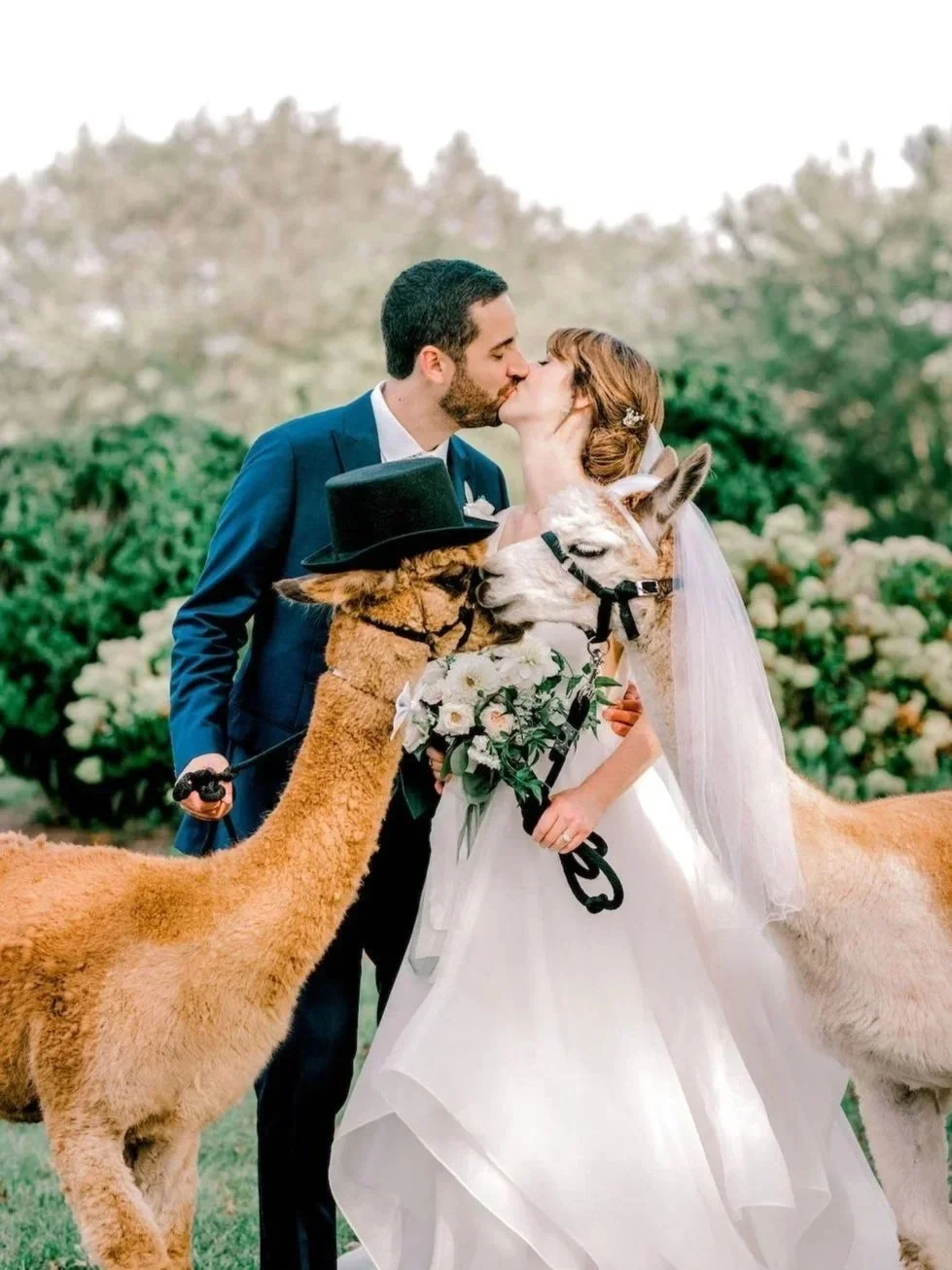 A bride and groom sharing a kiss at their wedding outdoors, surrounded by two llamas dressed with hats, in a garden setting.