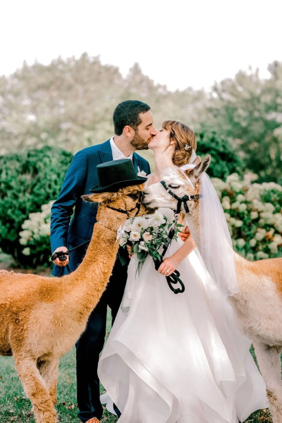 A bride and groom kissing outdoors at their wedding with two alpacas, one wearing a top hat and holding a bouquet of flowers.