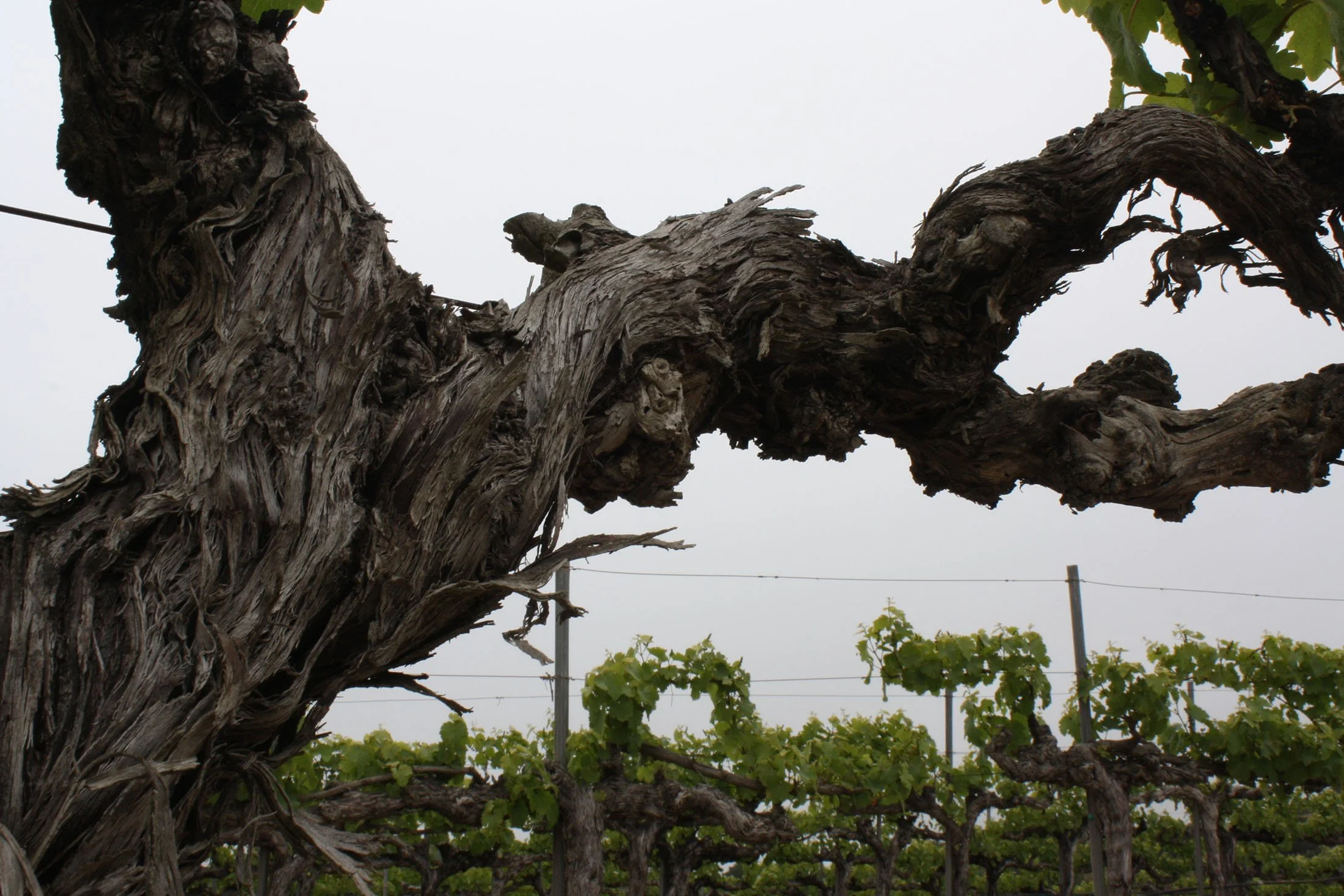 Close-up of an old, gnarled grapevine trunk in a vineyard, with green grape leaves in the background and a cloudy sky.