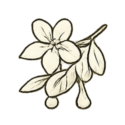 A black and white illustration of a flowering branch with leaves and berries.