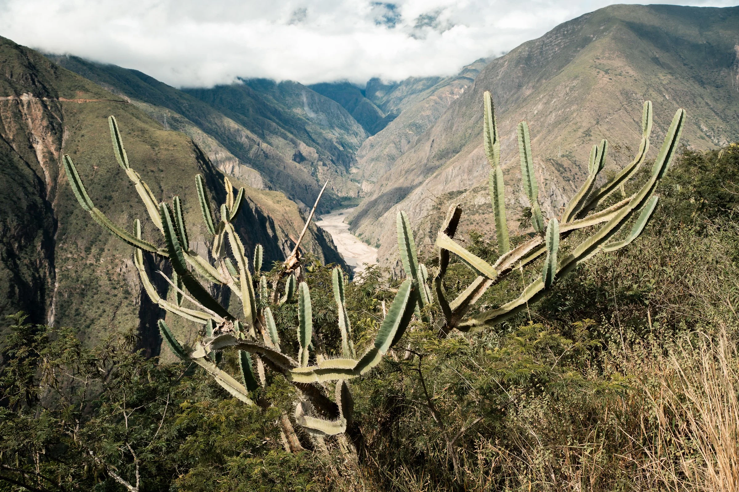 Cacti were only in the Rio La Paz valley
