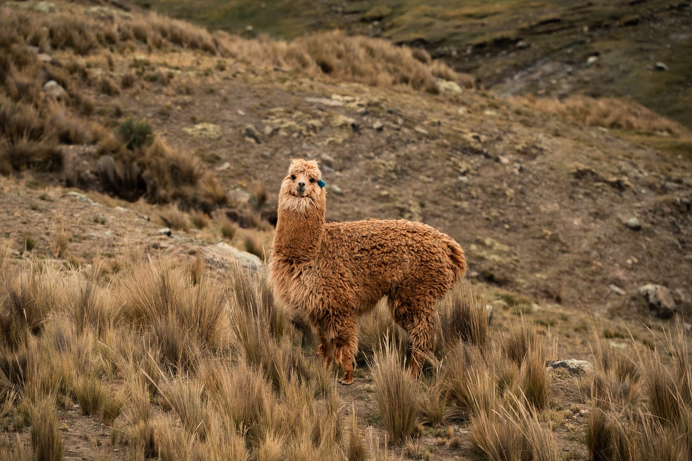Our first llamas of the trip