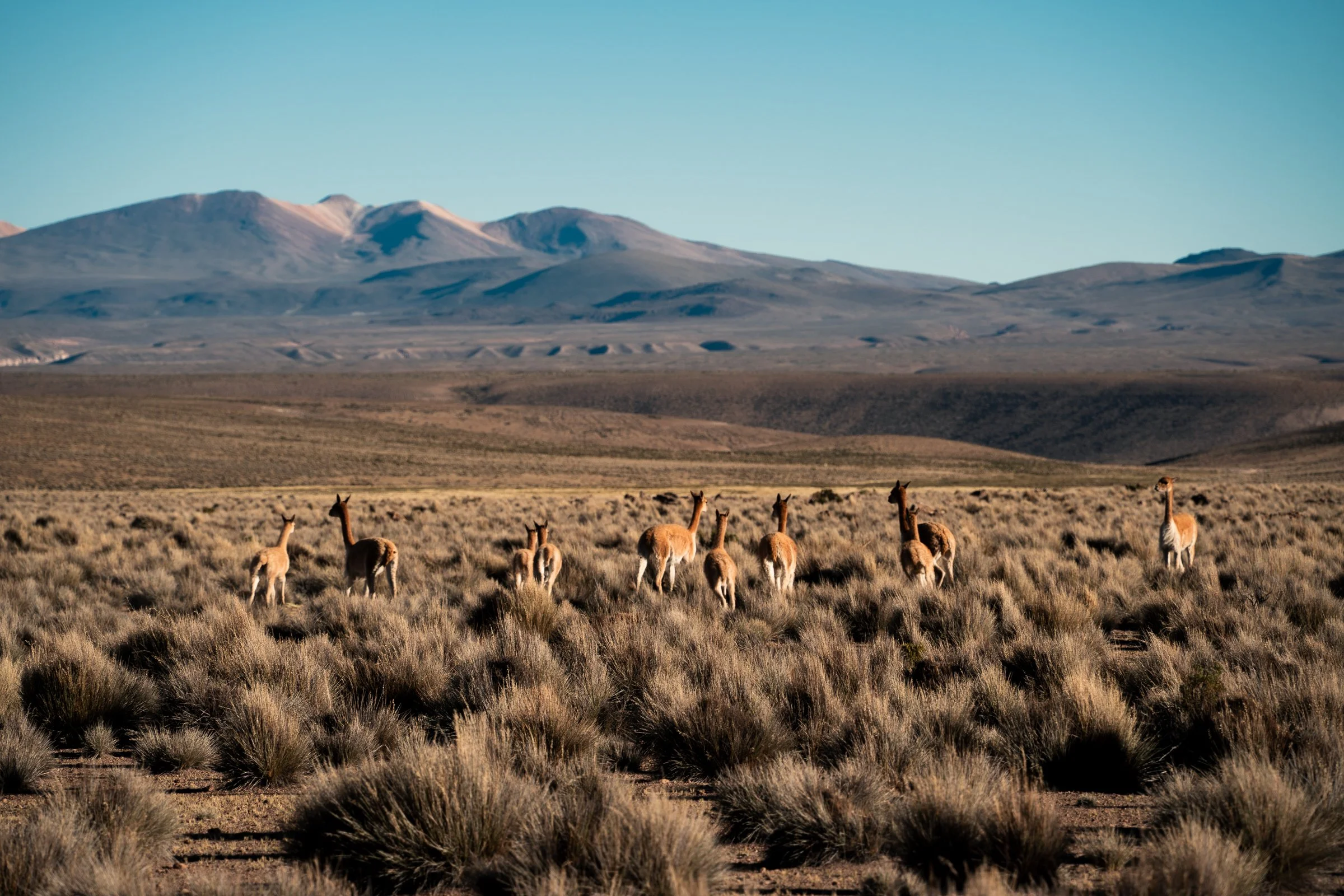 Vicunas DSC08832.jpg