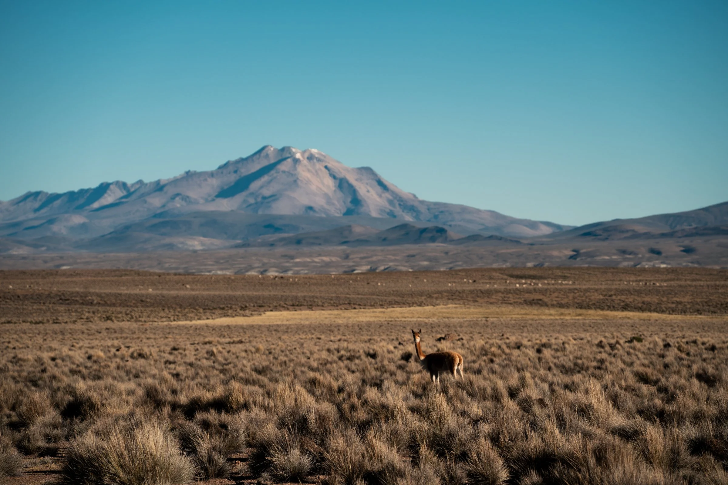 Vicunas DSC08833.jpg