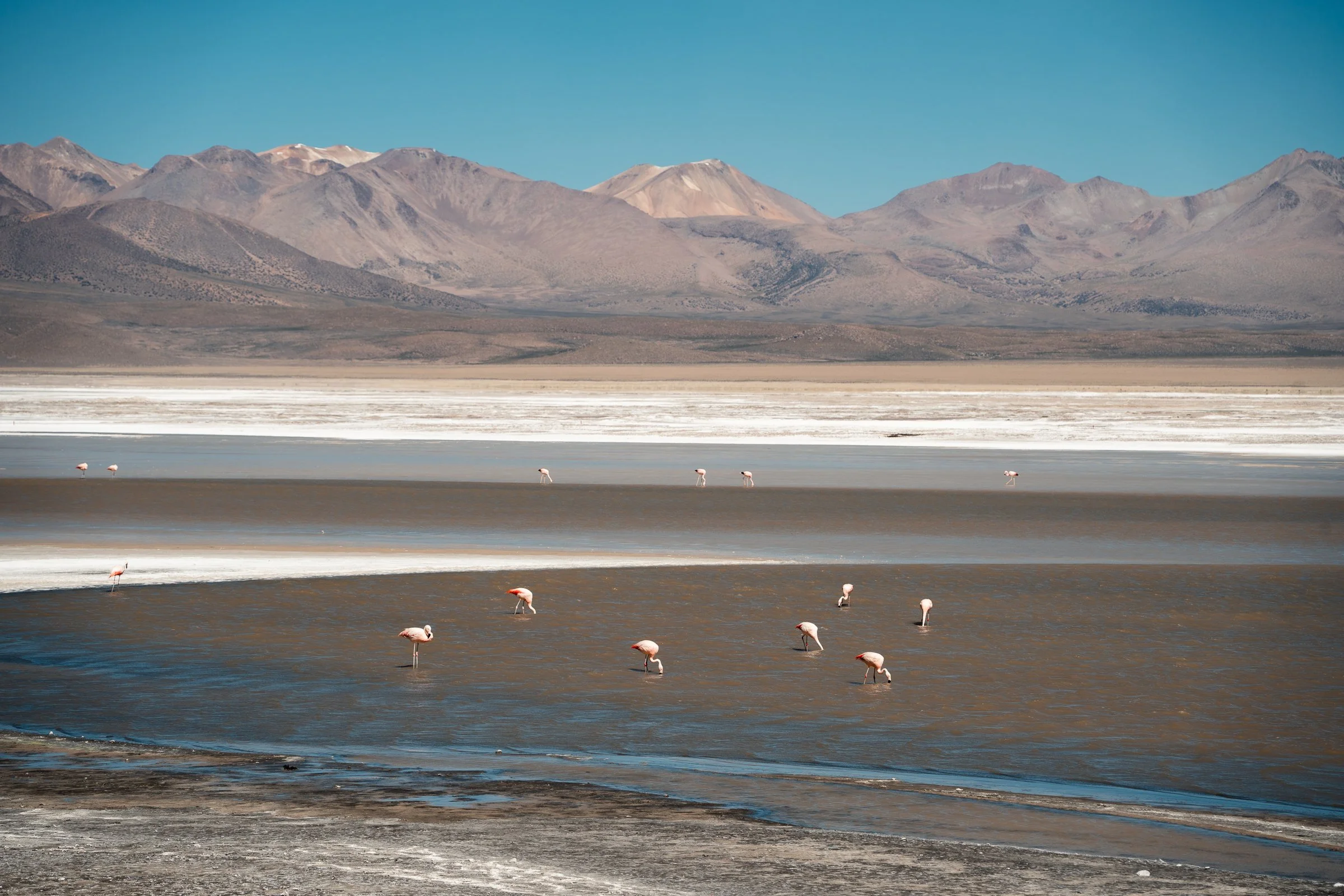 Vicunas DSC08904.jpg