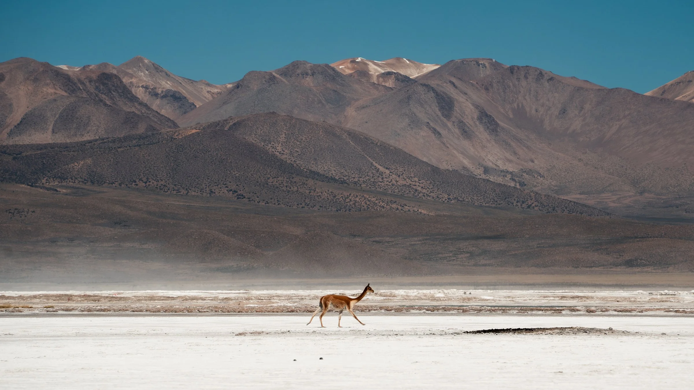 Vicunas DSC08911.jpg