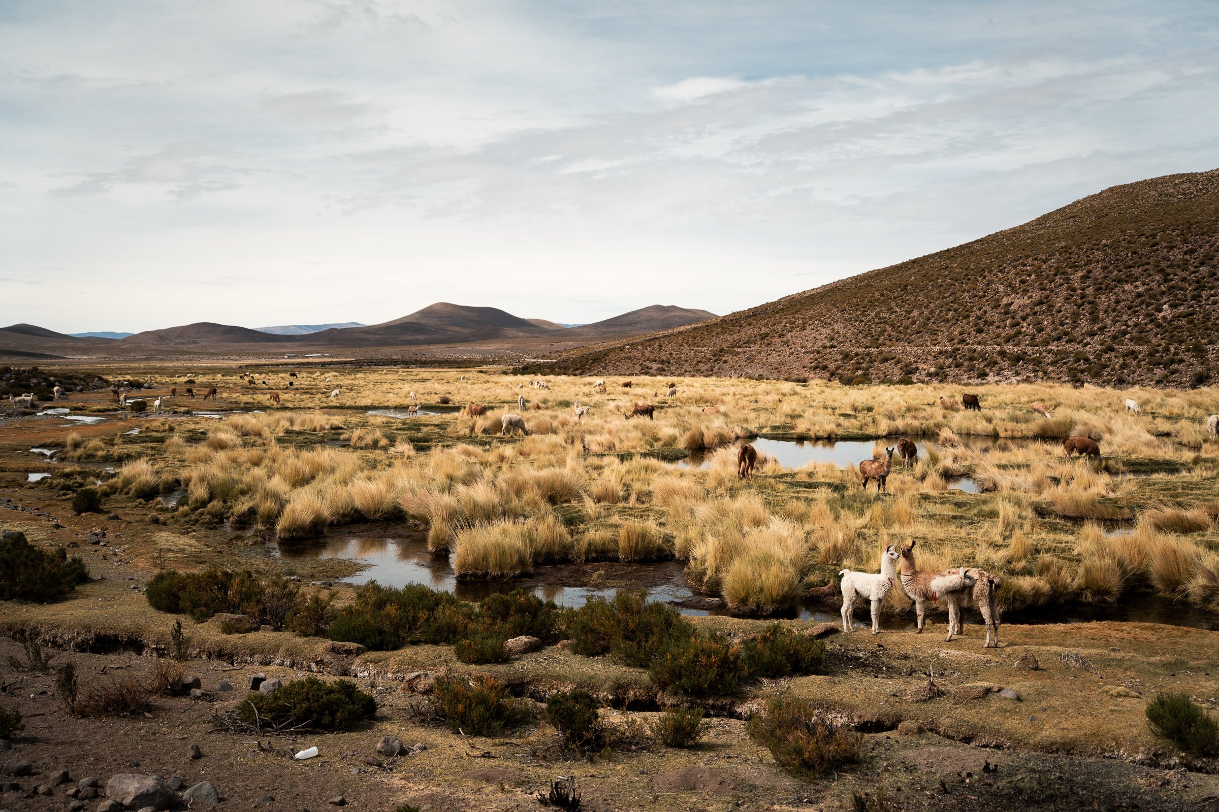 Vicunas DSC09051.jpg