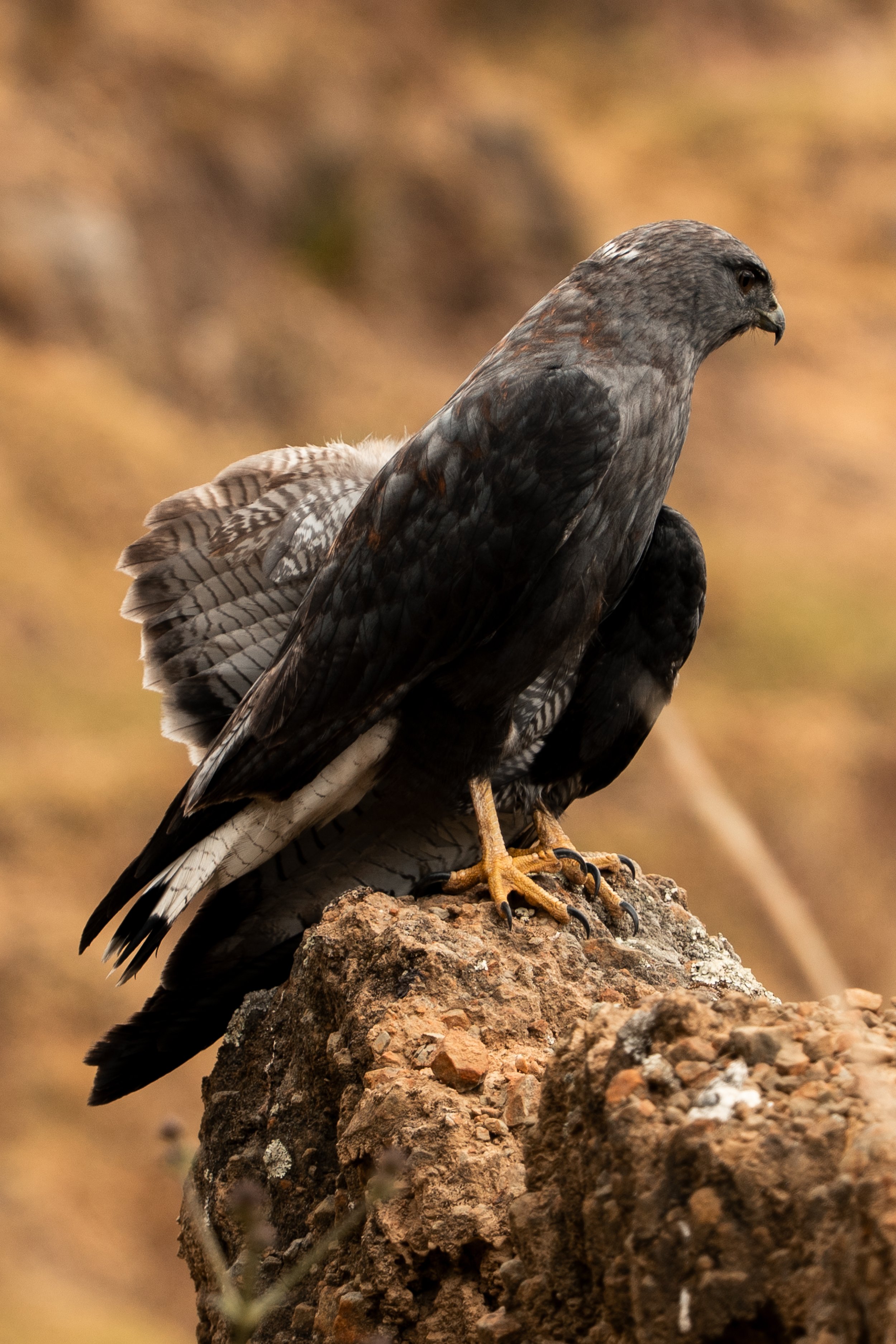 Tres Cordilleras Bolivia-23.jpg
