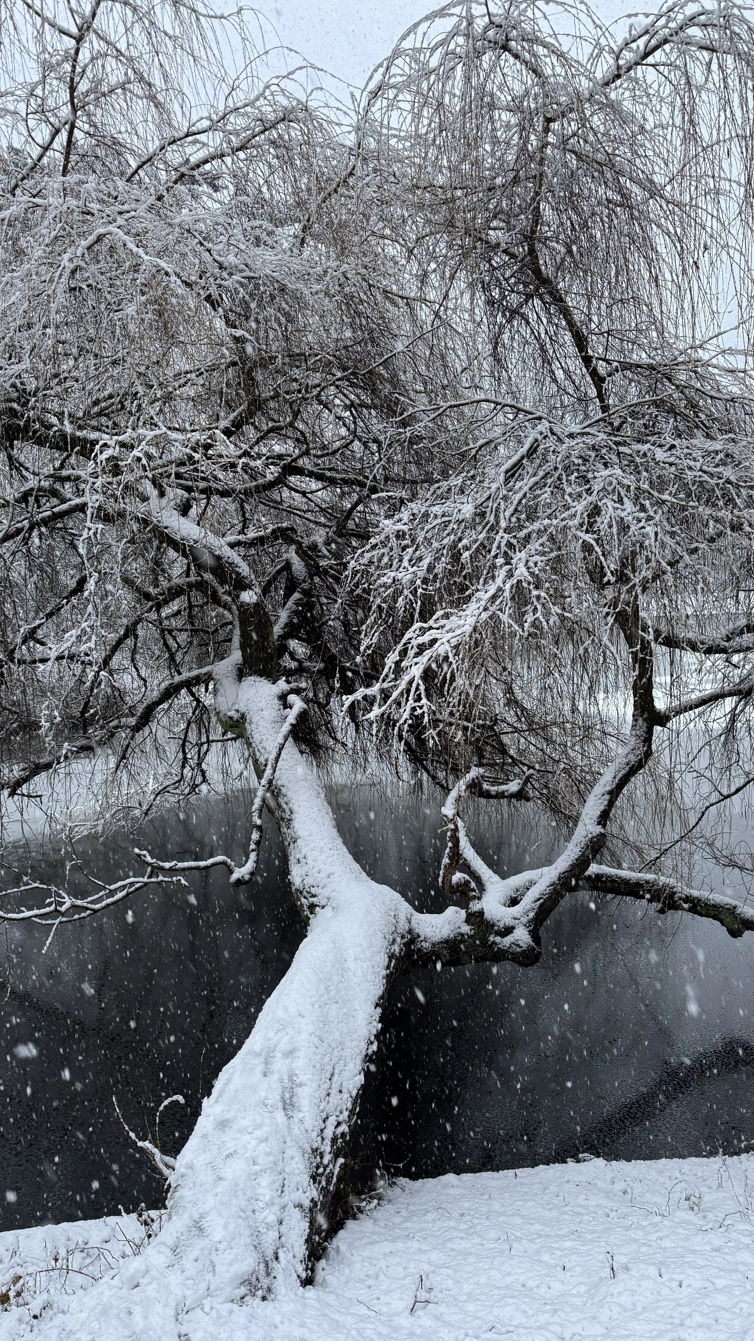 Midwinter