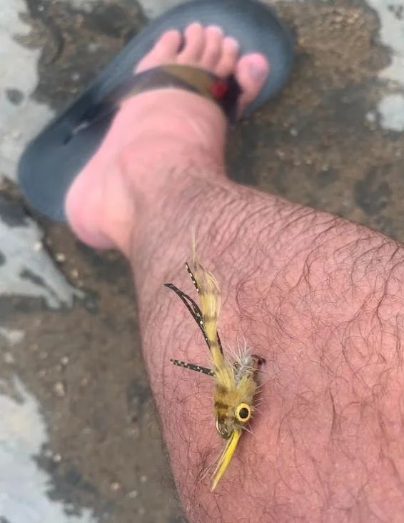 A close-up of a person's hairy leg with a large, yellow, and black wasp resting on it, next to their foot in a flip-flop, on a dirt surface.