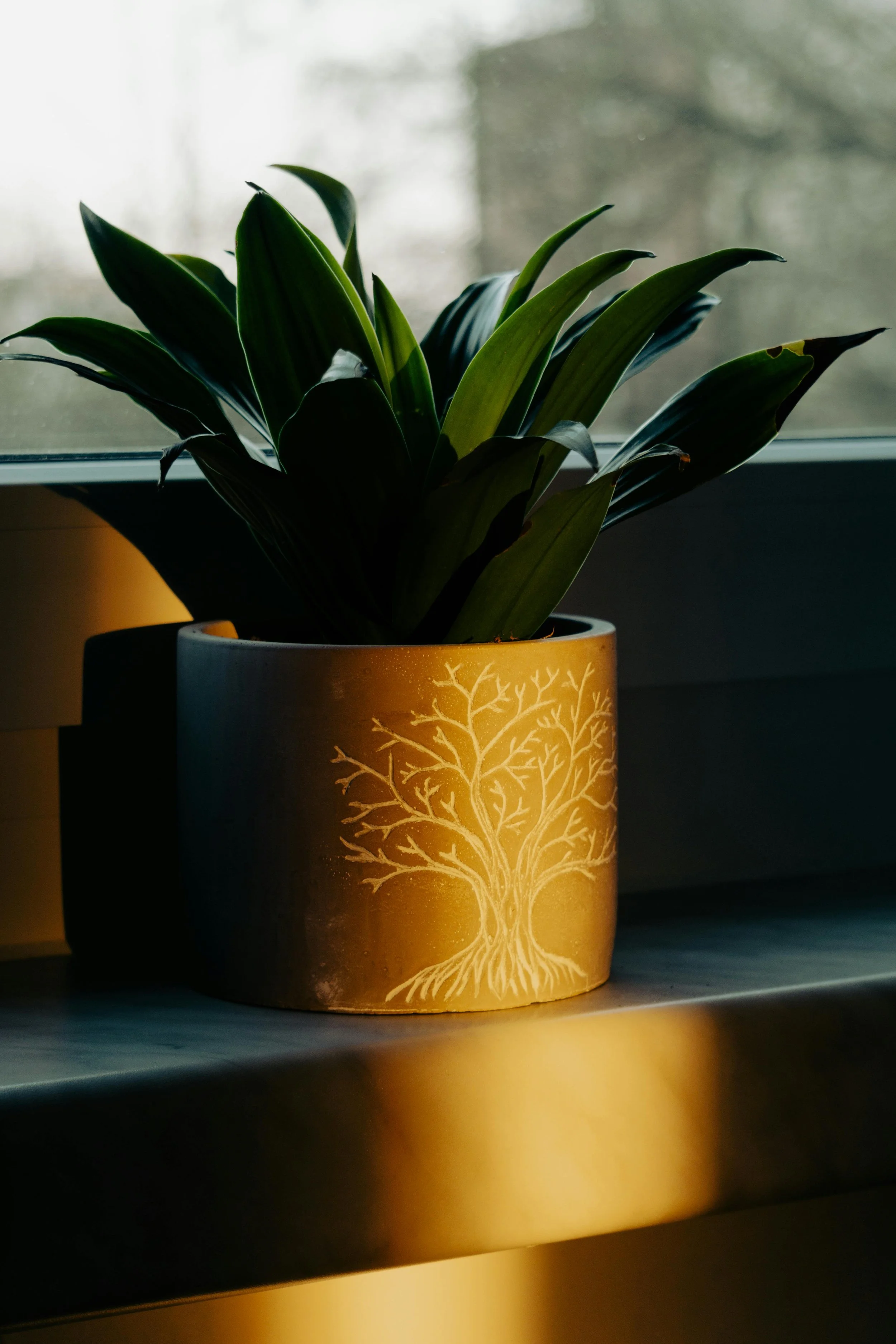 Potted plant with tree design in warm light, creating a calm and grounded therapy setting