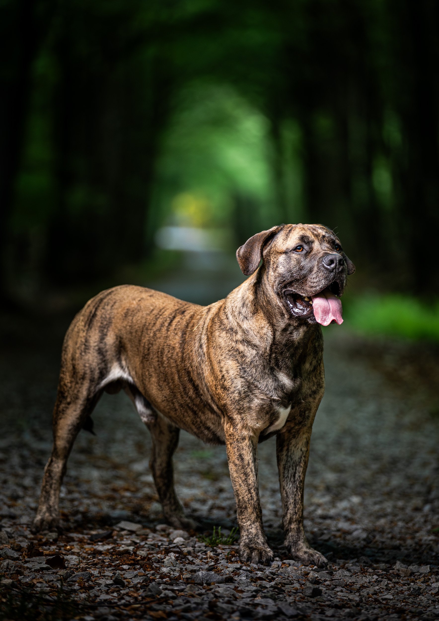 Cinematiskt porträtt av stolt brindlefärgad boerboel på lummig skogsstig, fotograferad av hundfotograf i Skåne