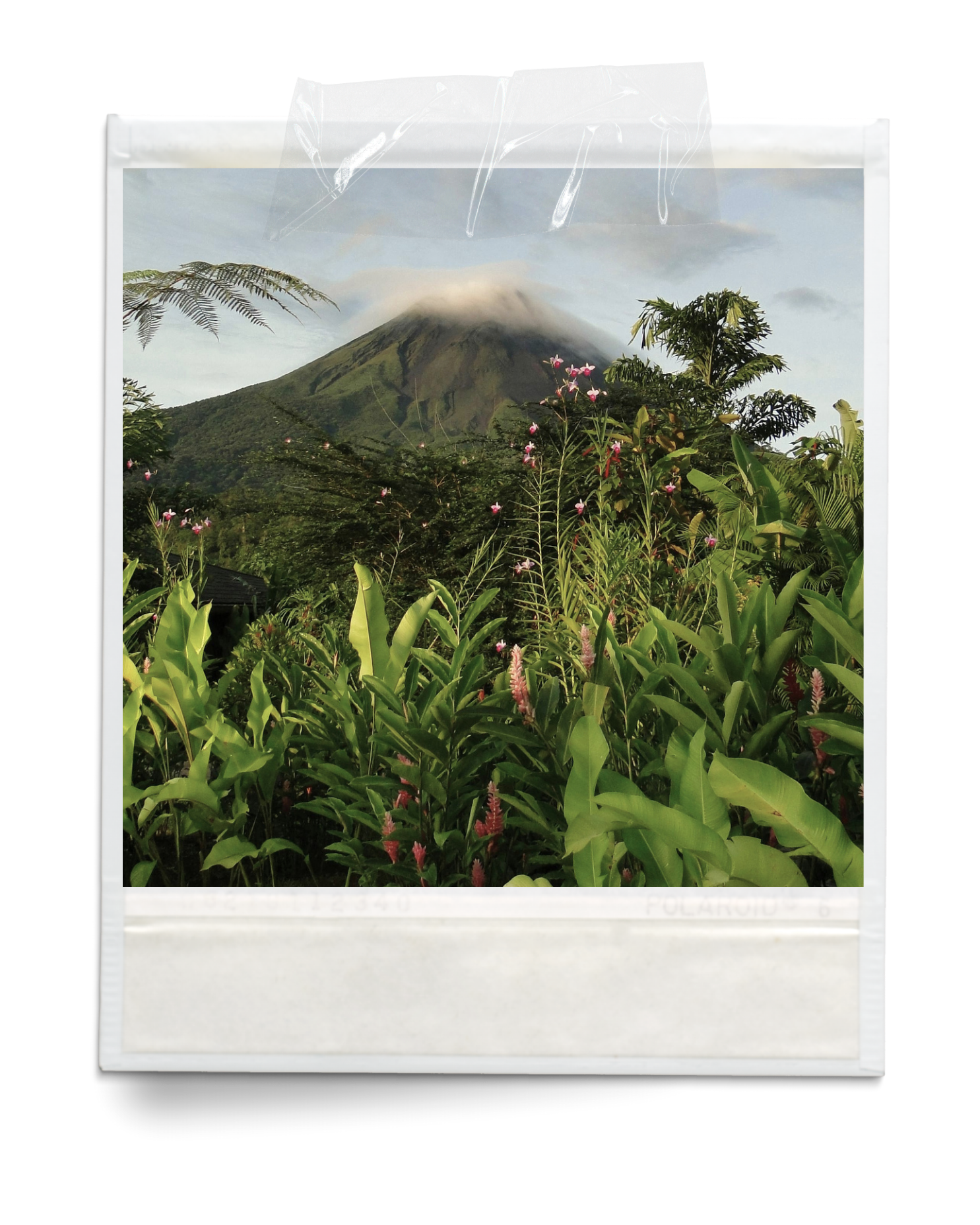 A photograph of a lush tropical landscape featuring a cone-shaped volcano in the background, partially covered by clouds, surrounded by dense greenery with ferns and flowering plants, viewed through a Polaroid-style frame.