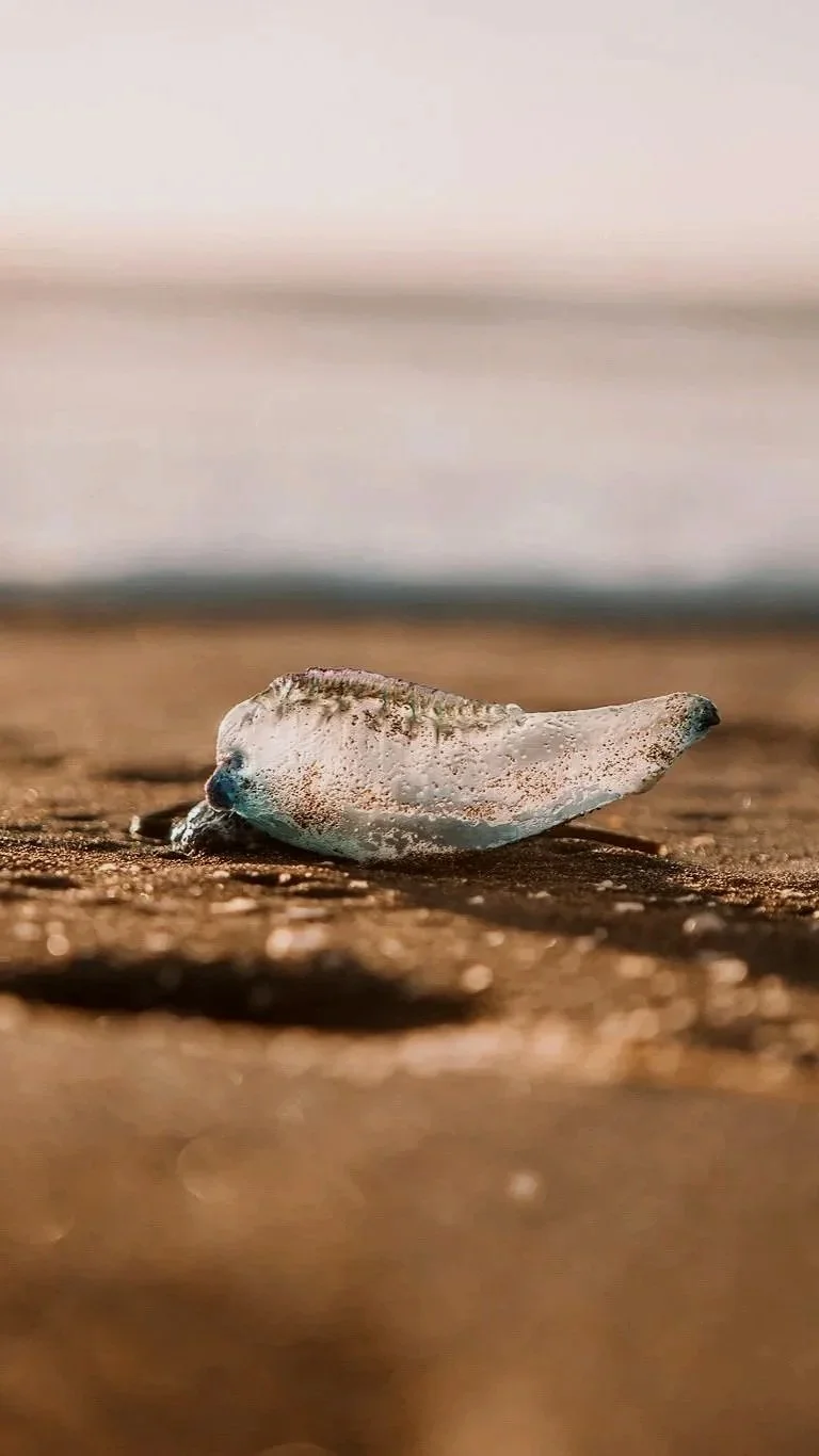 A close-up of a small seashell on a sandy beach with a blurred background.
