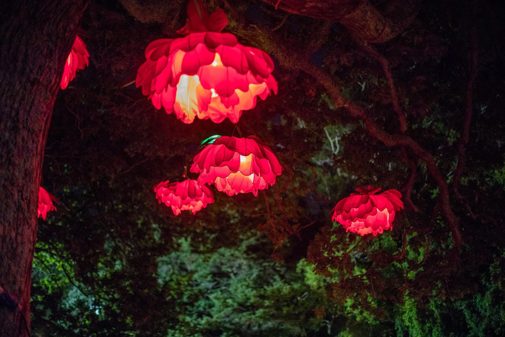 Auckland Lantern Festival 