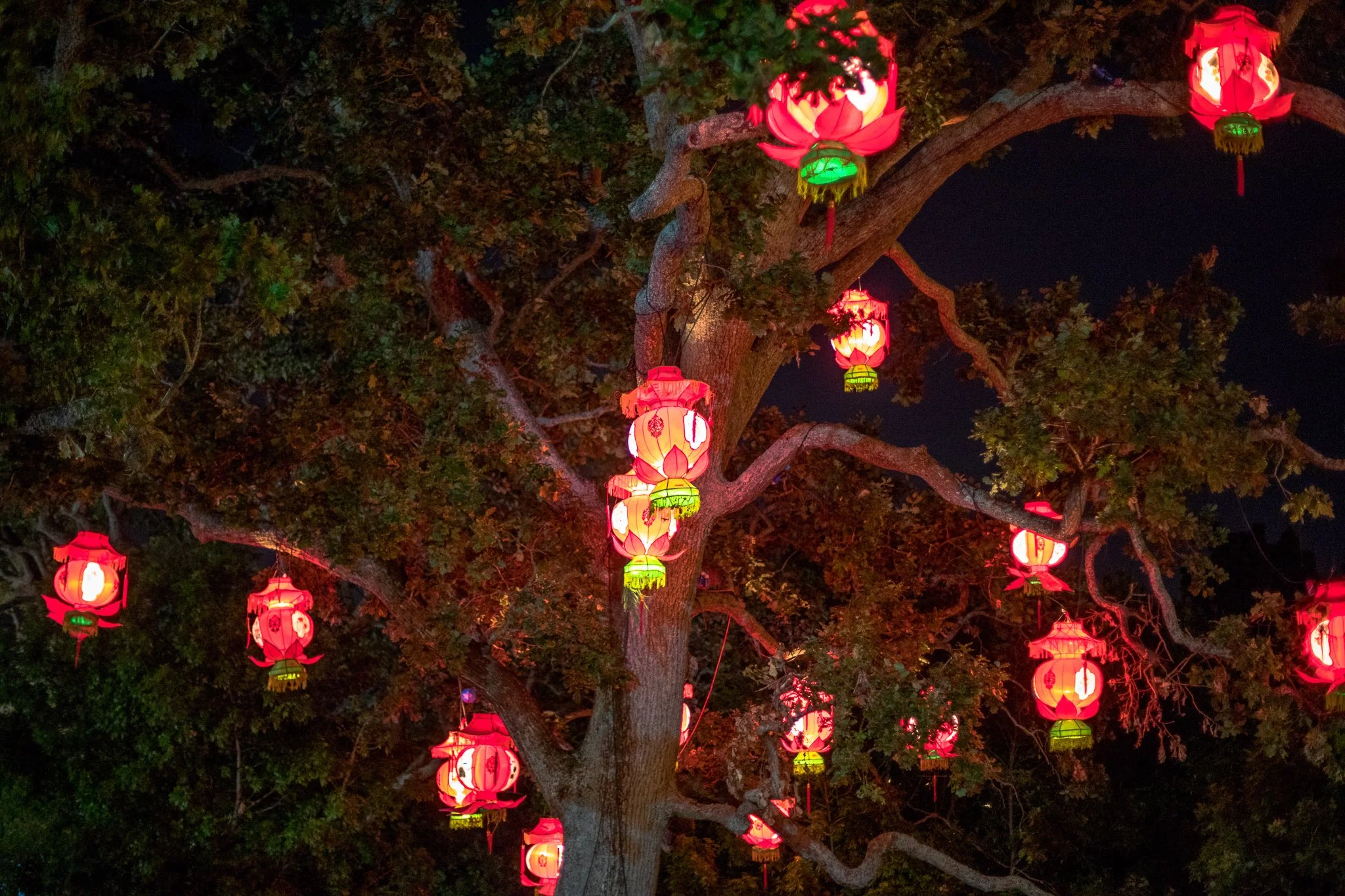 Auckland Lantern Festival 