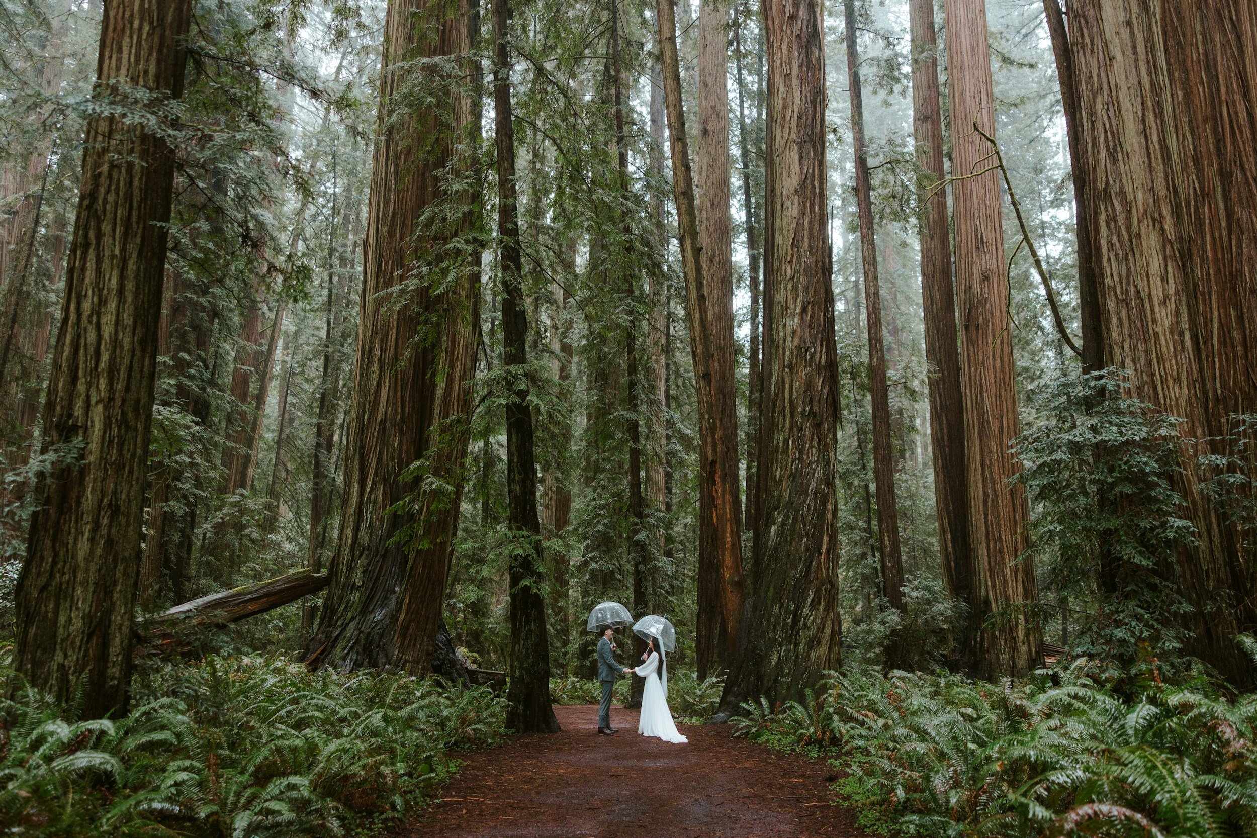 tall trees in forest