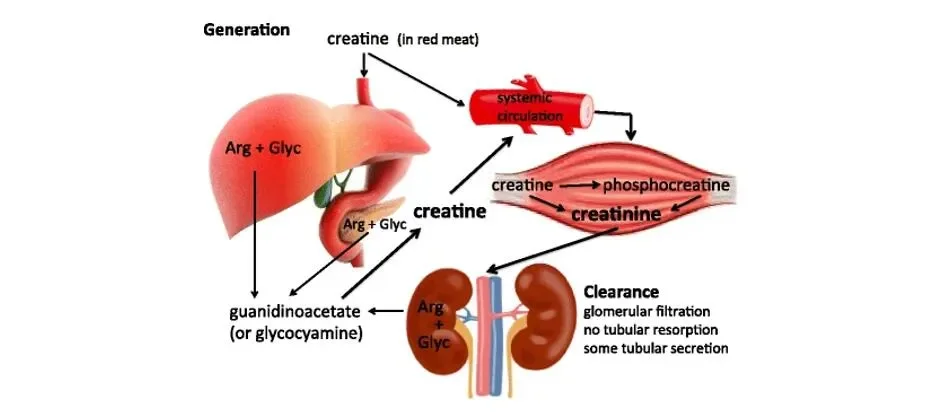 What the Well is Creatine?