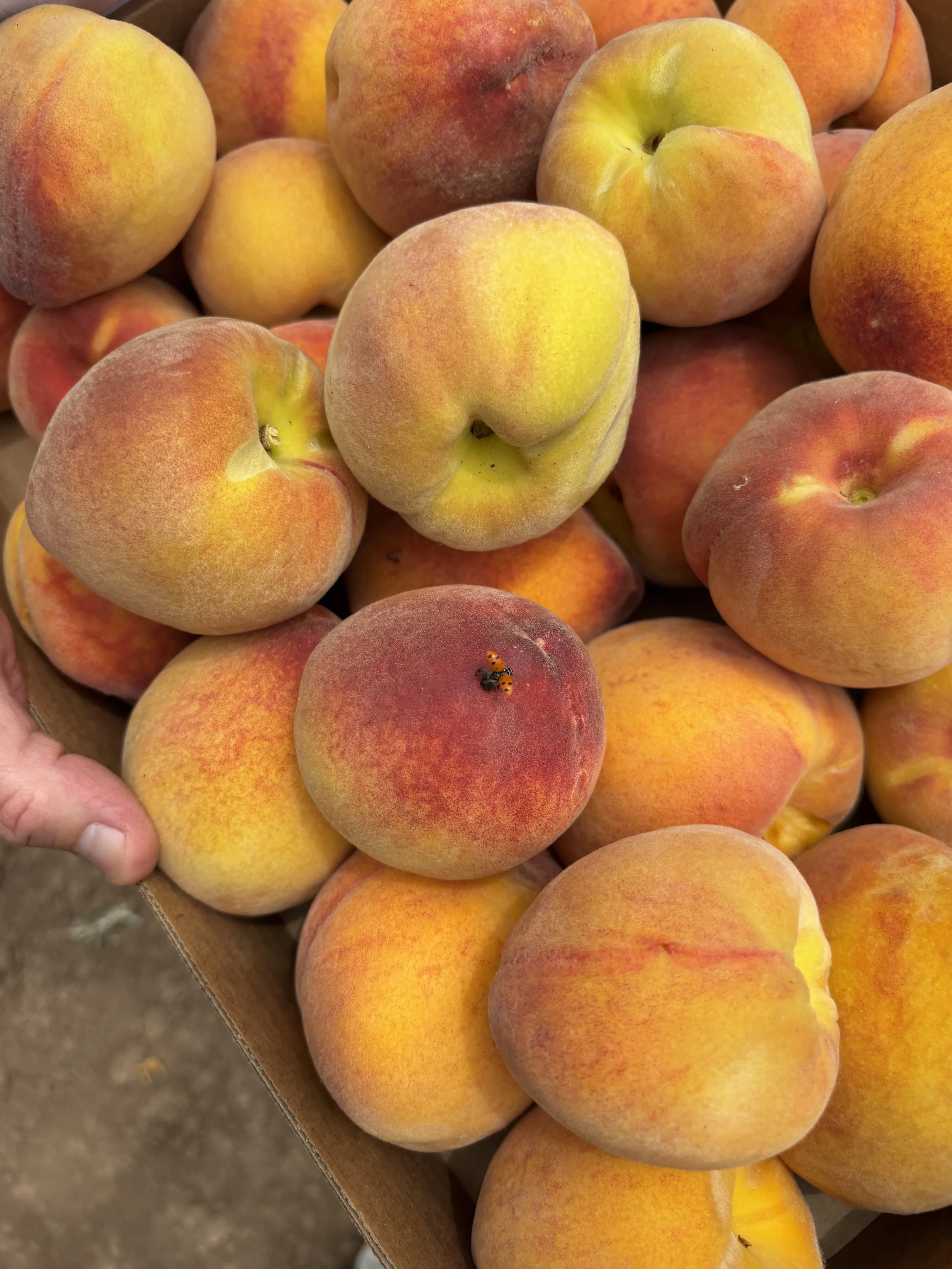 24 Pounds of Peaches Later…