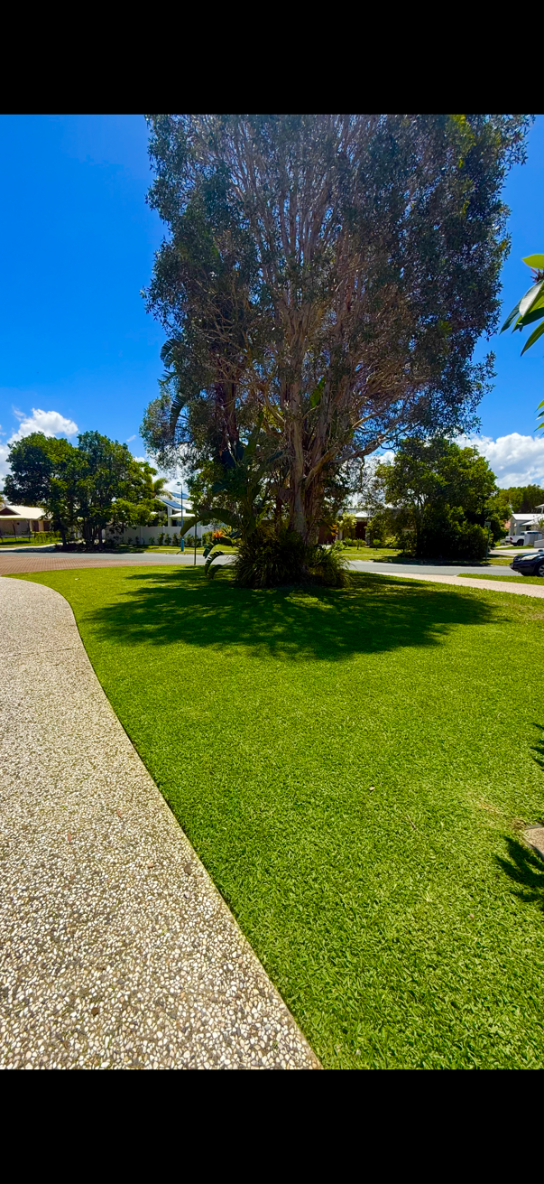 A large tree with a thick trunk and lush green canopy stands in the middle of a well-maintained grassy area, with a curved concrete pathway on the left side. Residential houses and cars are visible in the background under a clear blue sky.