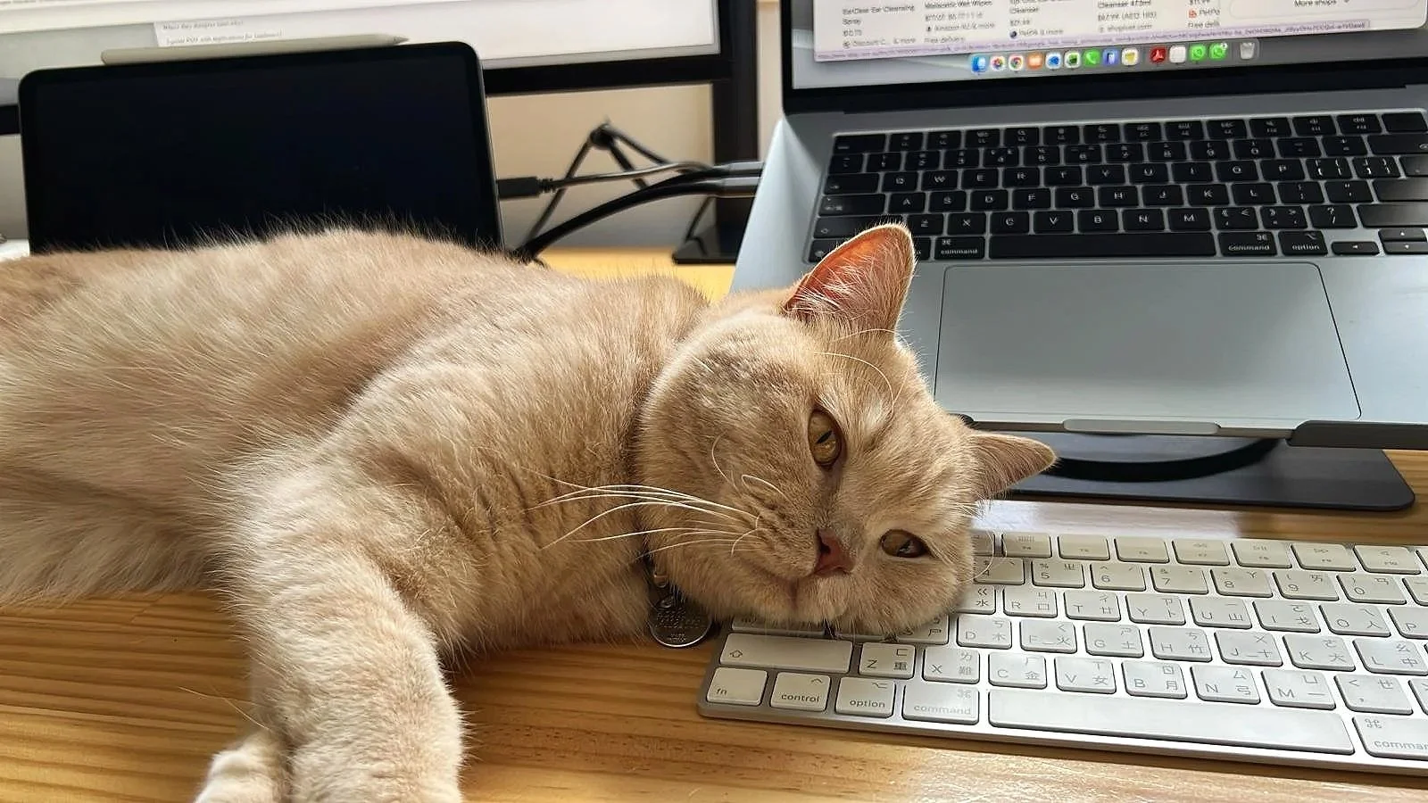 Zachy British Shorthair cat Echelon Built Lead of Mischief