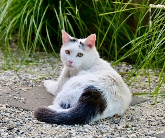 Yoshi domestic shorthair cat Echelon Built Head of Garden Operations