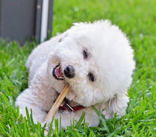 Pear Bichon Frise Echelon Built Chief Wellbeing Officer
