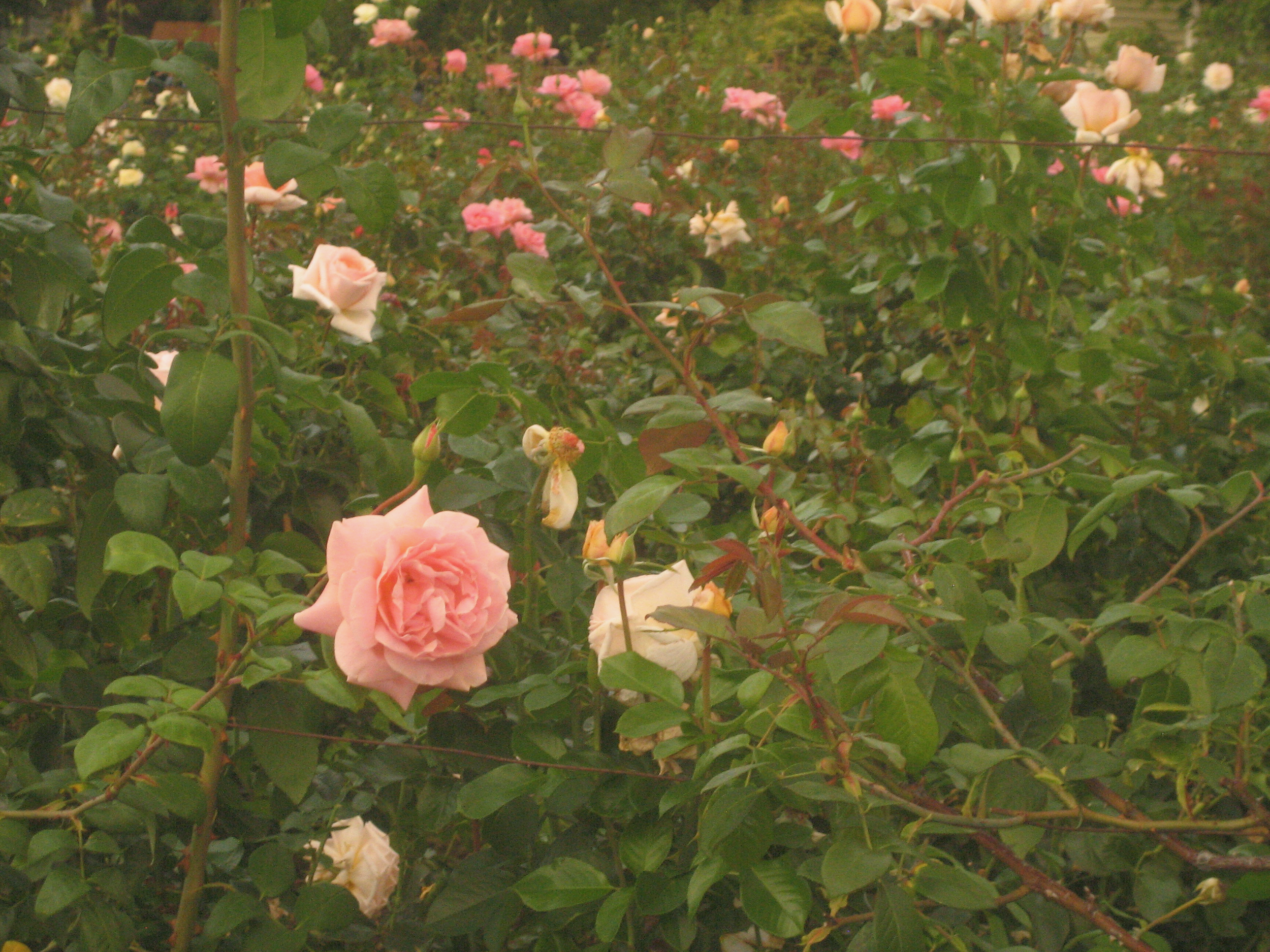 IMG_3104.png