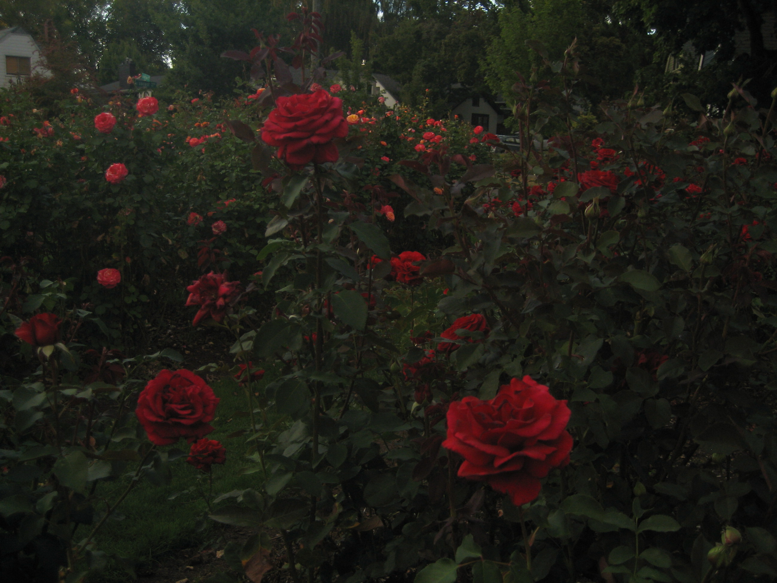 IMG_3101.png