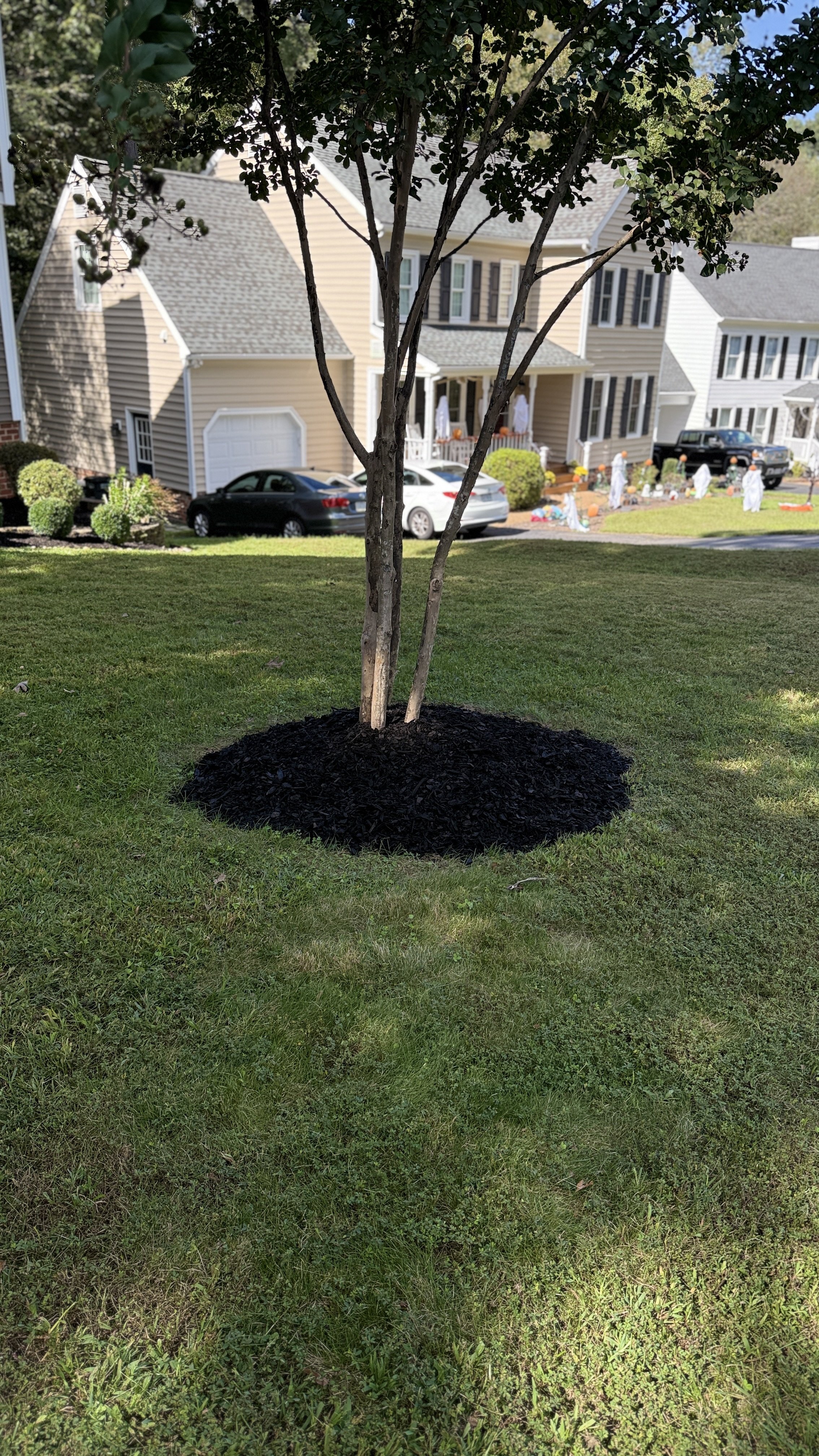 A young tree with a wood chip mulch bed around its base, situated on a grassy lawn in a residential neighborhood.